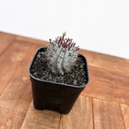 Euphorbia polygona×horrida【ユーフォルビア・ポリゴナホリダ】
