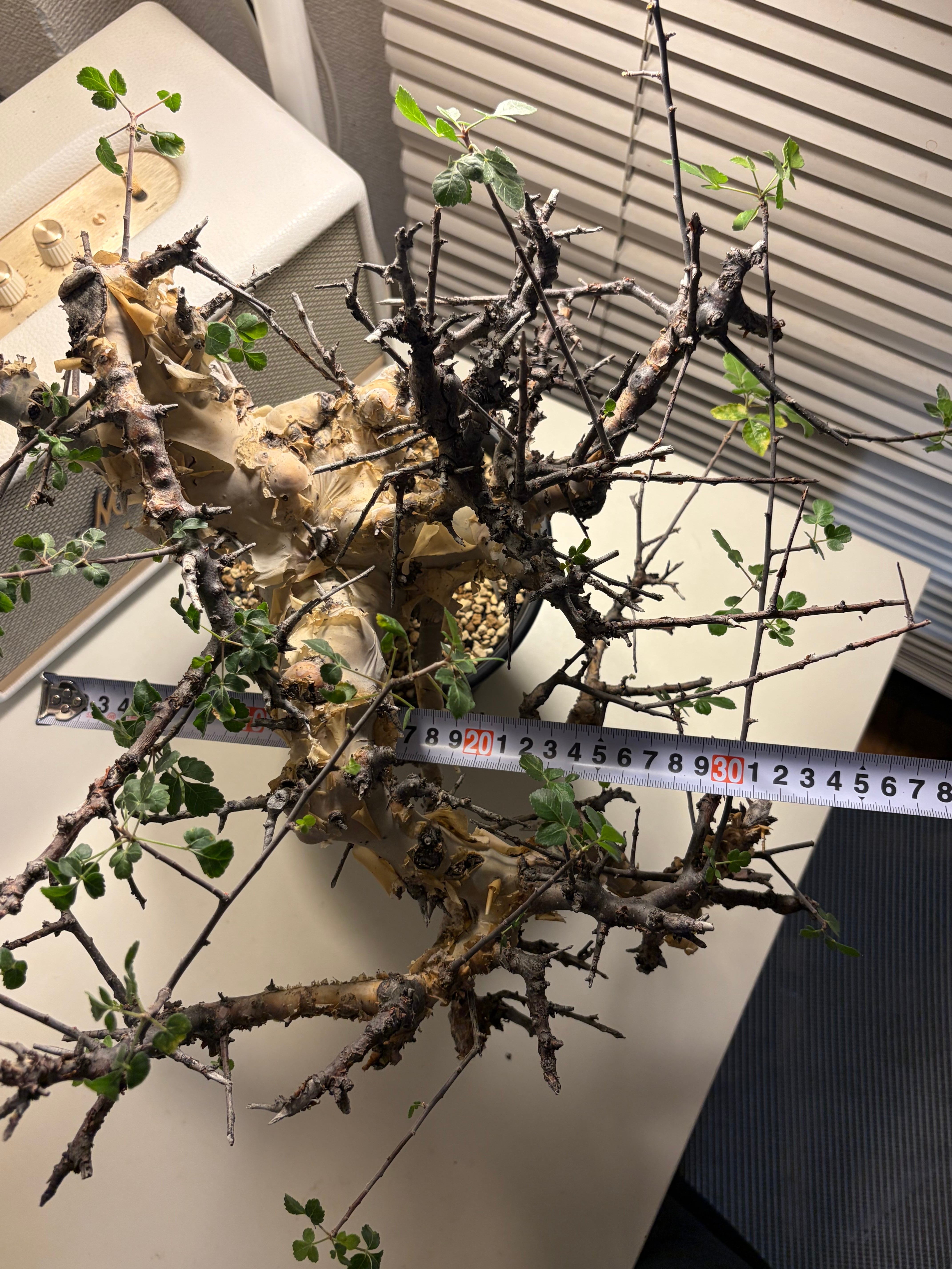 荒れ狂うコミフォラ カタフ ターカネンシス Commiphora グラキリス
