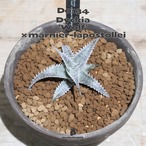 【送料無料】‘Wolf’×marnier-lapostollei〔ディッキア〕現品発送D0134