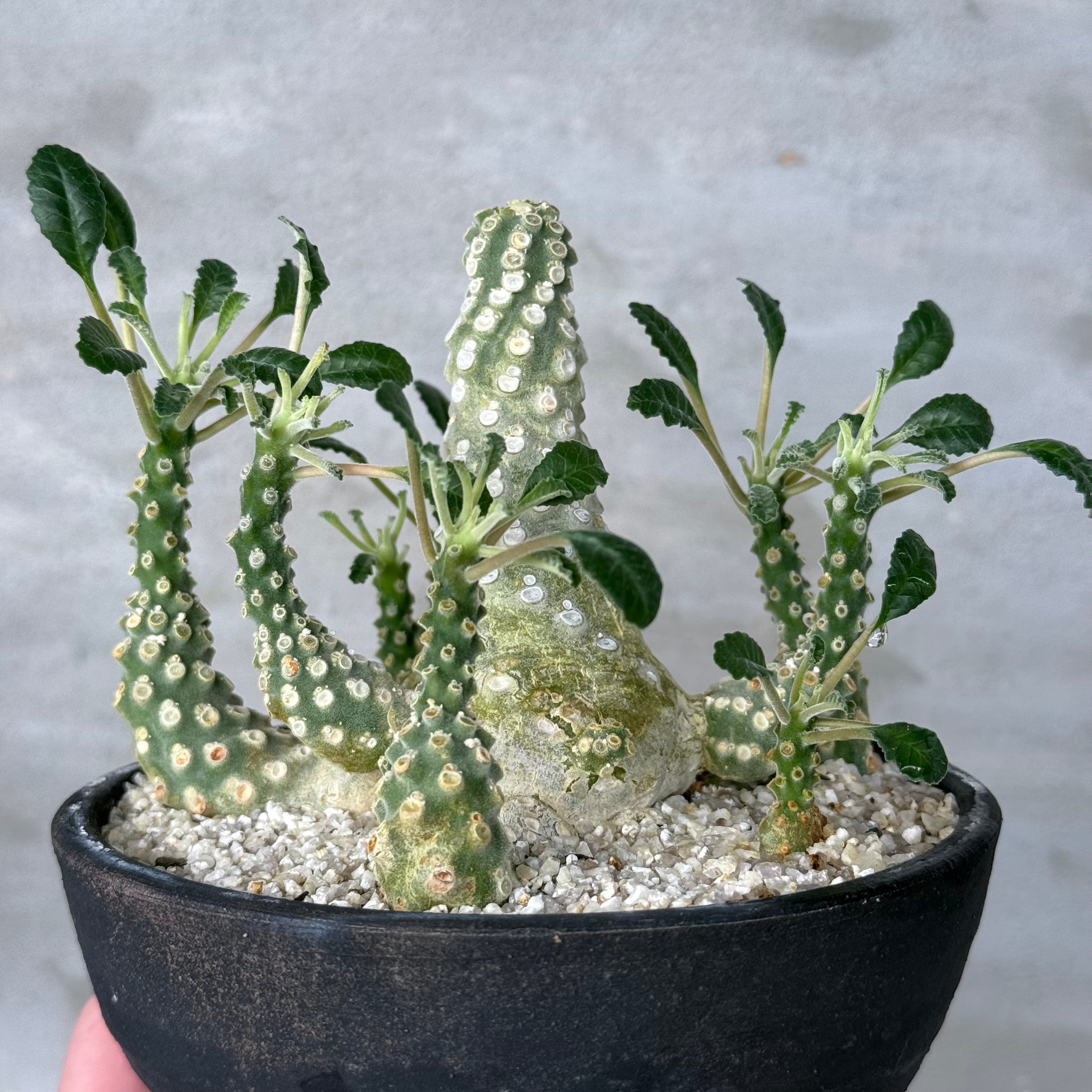植物 ×鉢】ドルステニア ラブラニー × 陶器鉢 Dorstenia lavrani | A