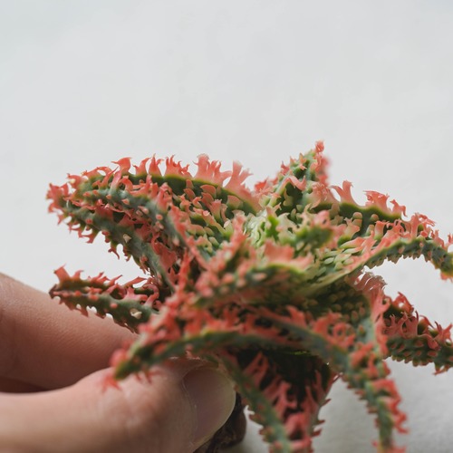 アロエ ハイブリッド -Aloe hybrid- No.161