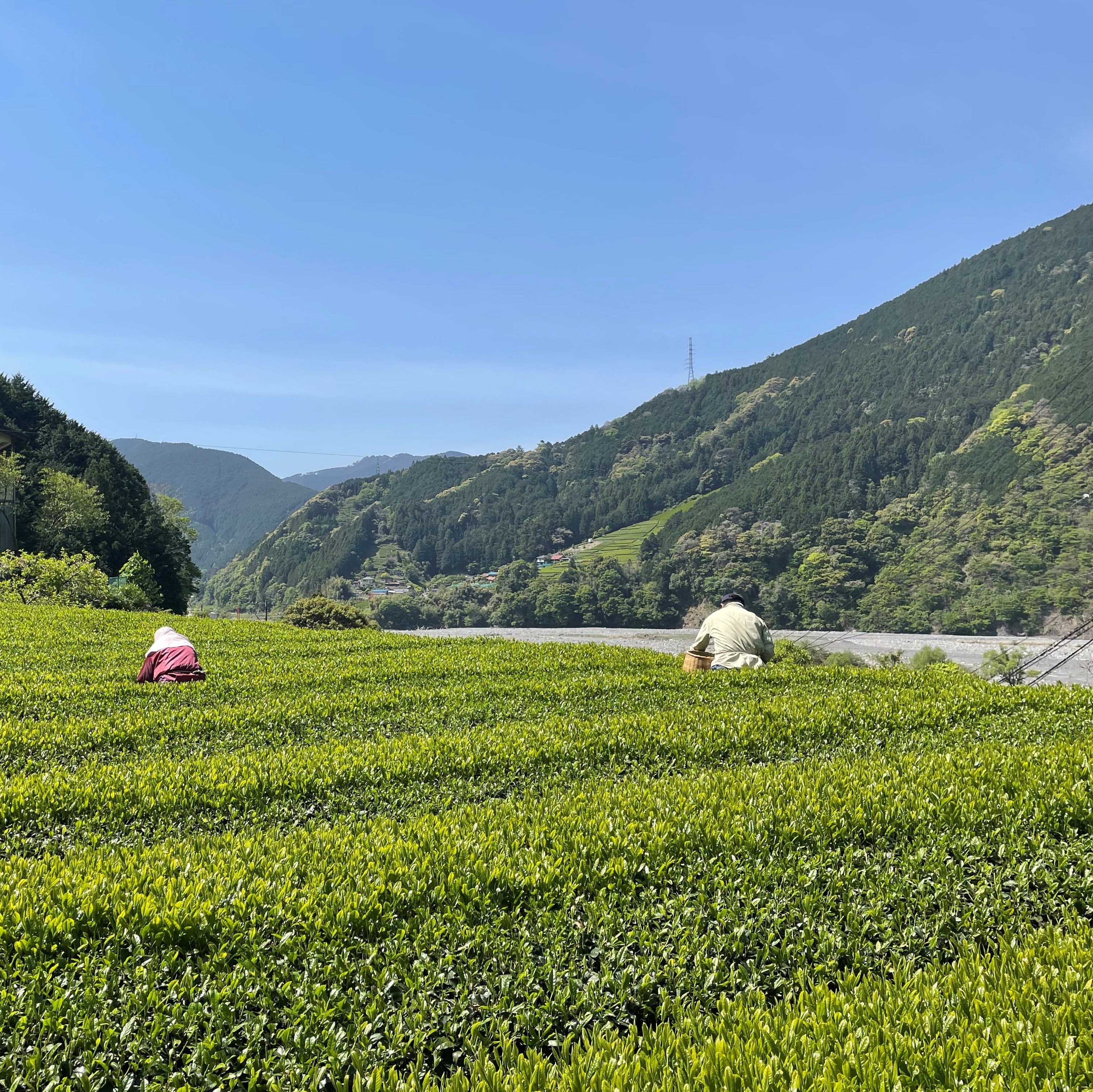 熊本、山翠園、水煎茶ティーバッグ13g×10パック×45袋 温でも美味しい