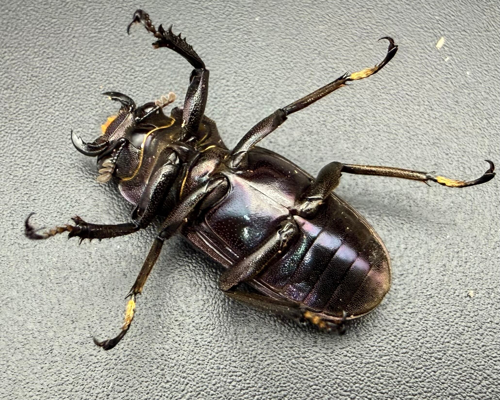 美麗】《メタリフェルホソアカ亜種finae 69mm ペア》わたくわ氏