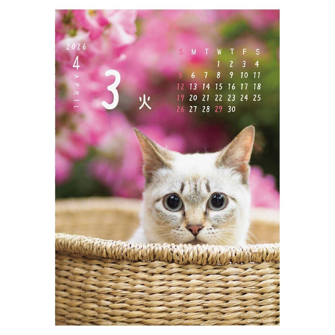 日めくりカレンダー「にゃん‼︎めくり2026」 | 猫雑貨屋 飛び猫商店