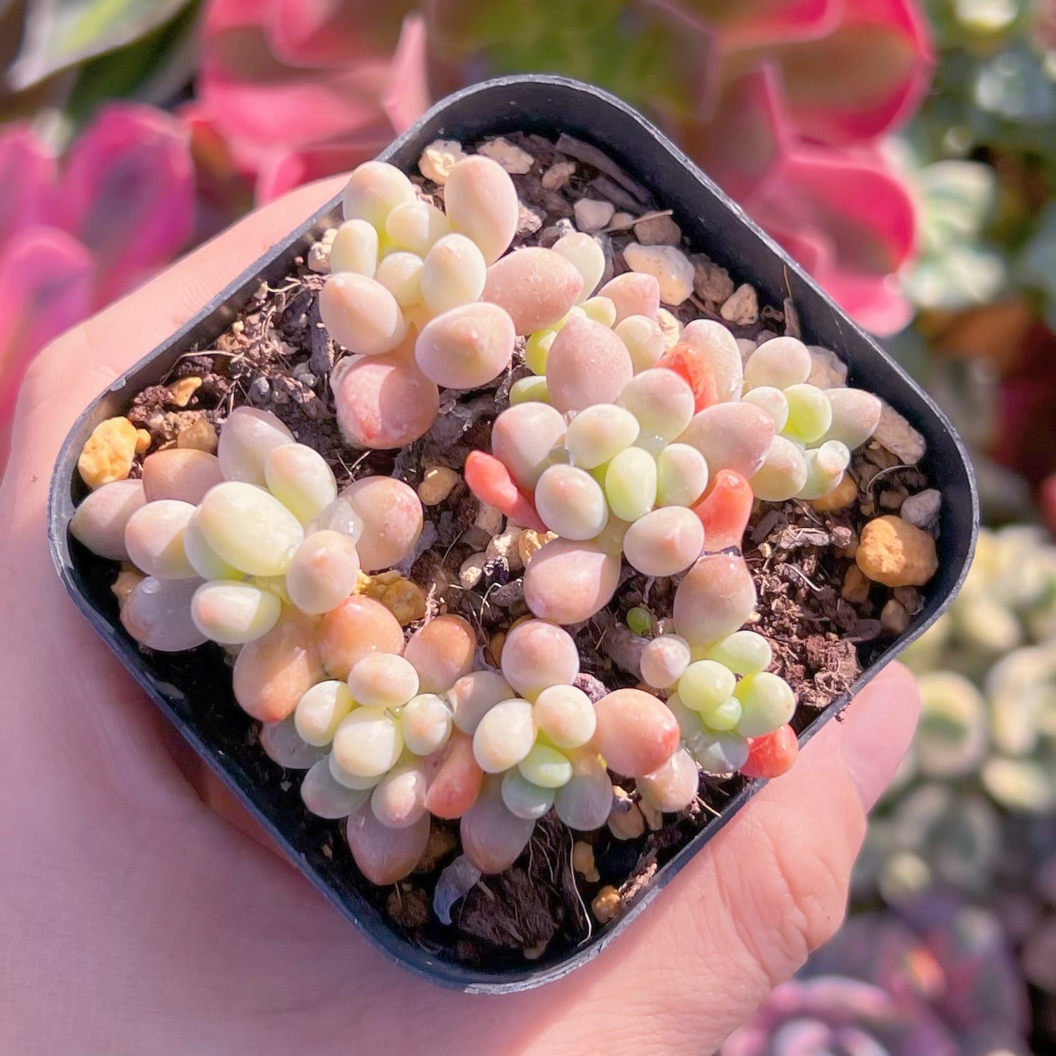 現品　キャビア#558   古株   るる農園