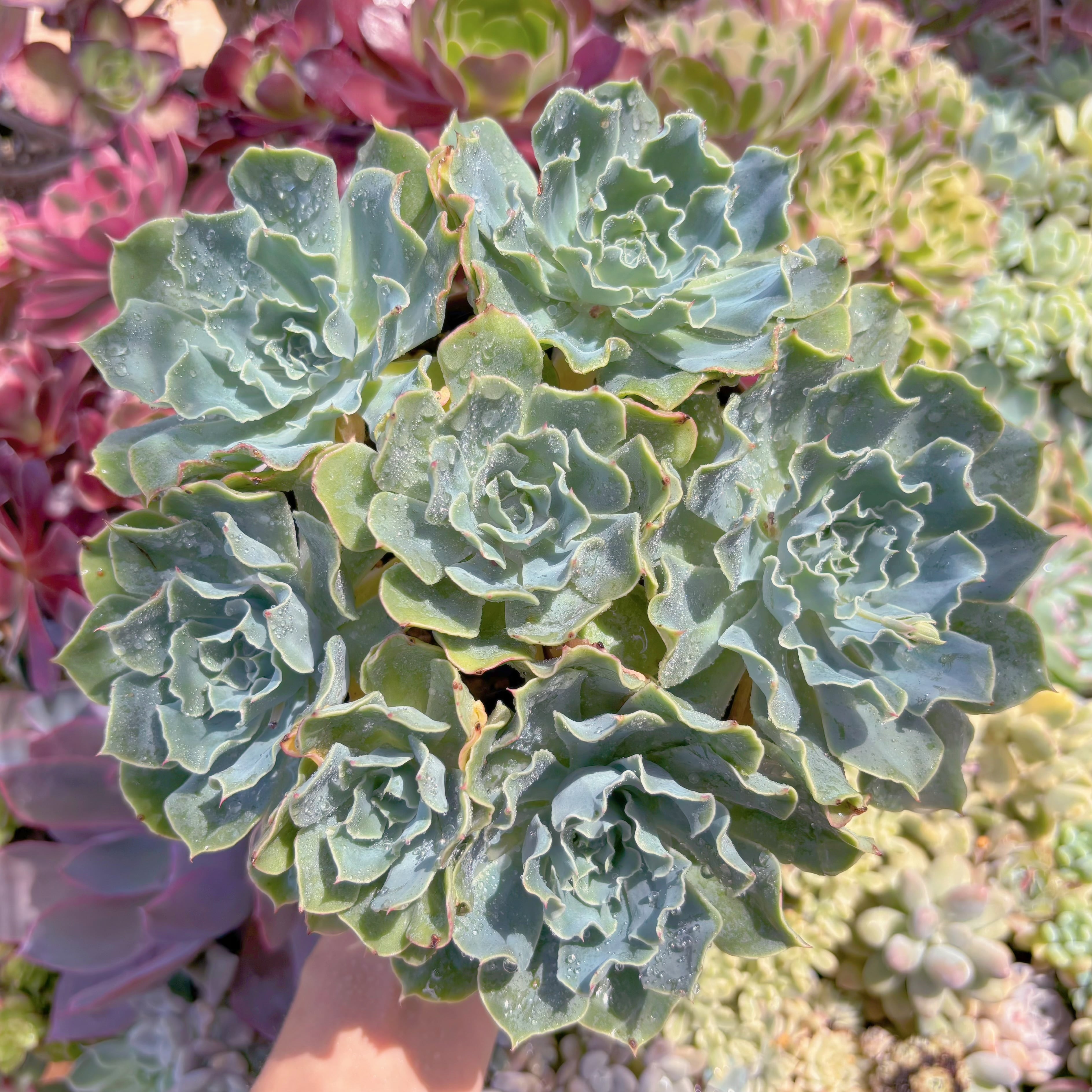 現品　Tsunami#688　特大群生    るる農園