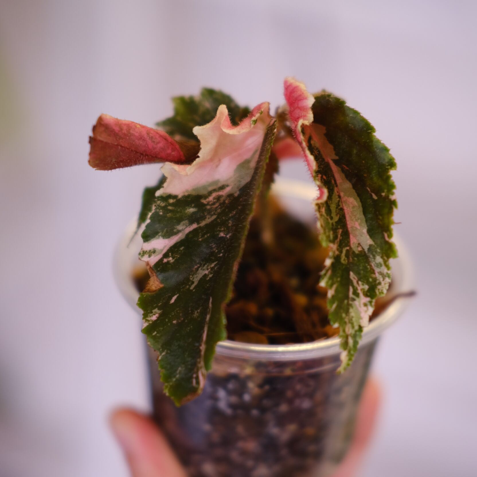 美斑入り！ベゴニア　ジニー銀河ギャラクシー　3株入り！　ラスト Begonia ginny galaxy│ベゴニア ジニー ギャラクシー⑥│観葉植物