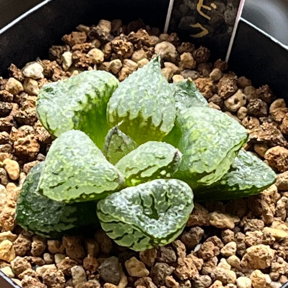 ハオルチア 氷皇③ | mocono_plants