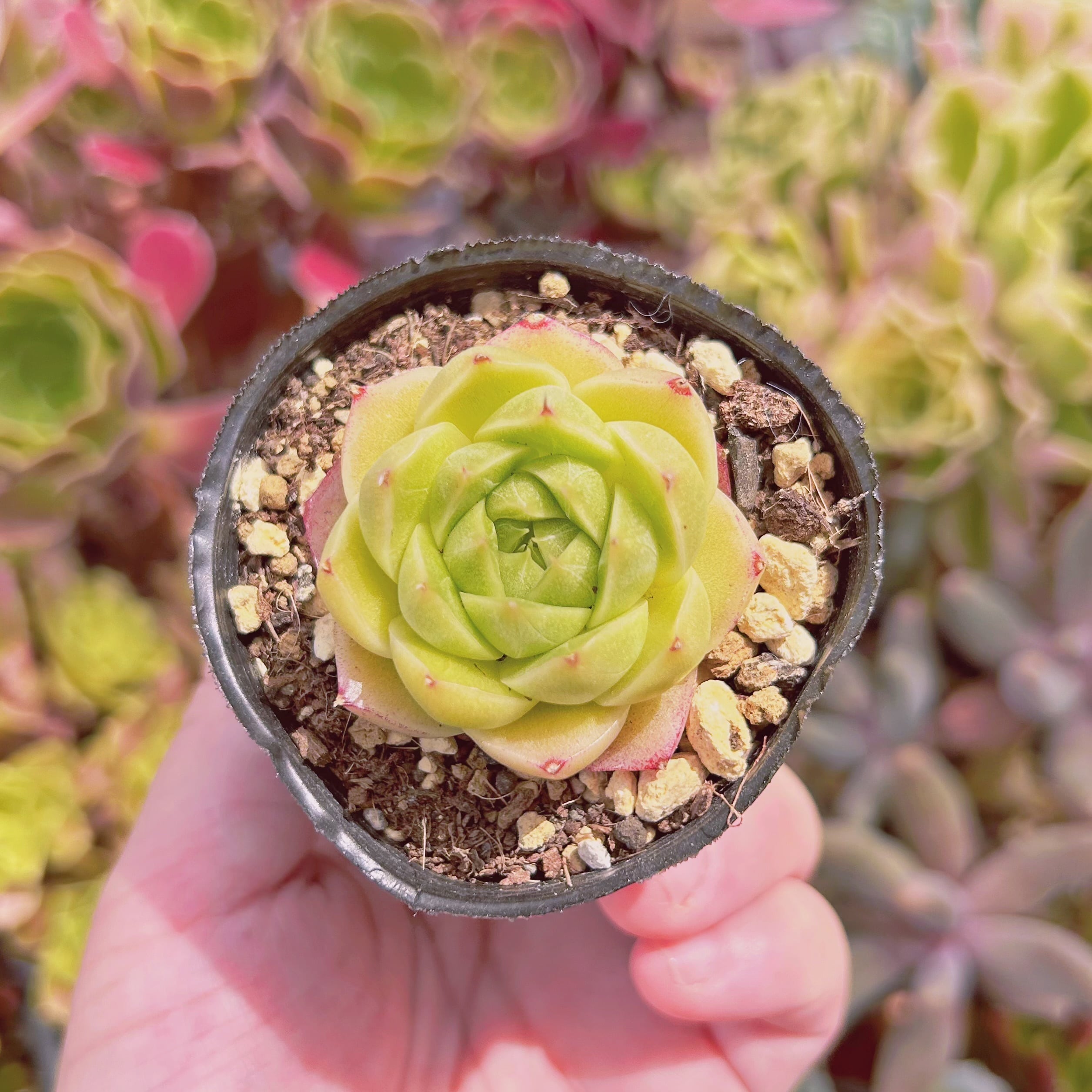 多肉植物　 Echeveria   新品種　蛍石　抜き苗