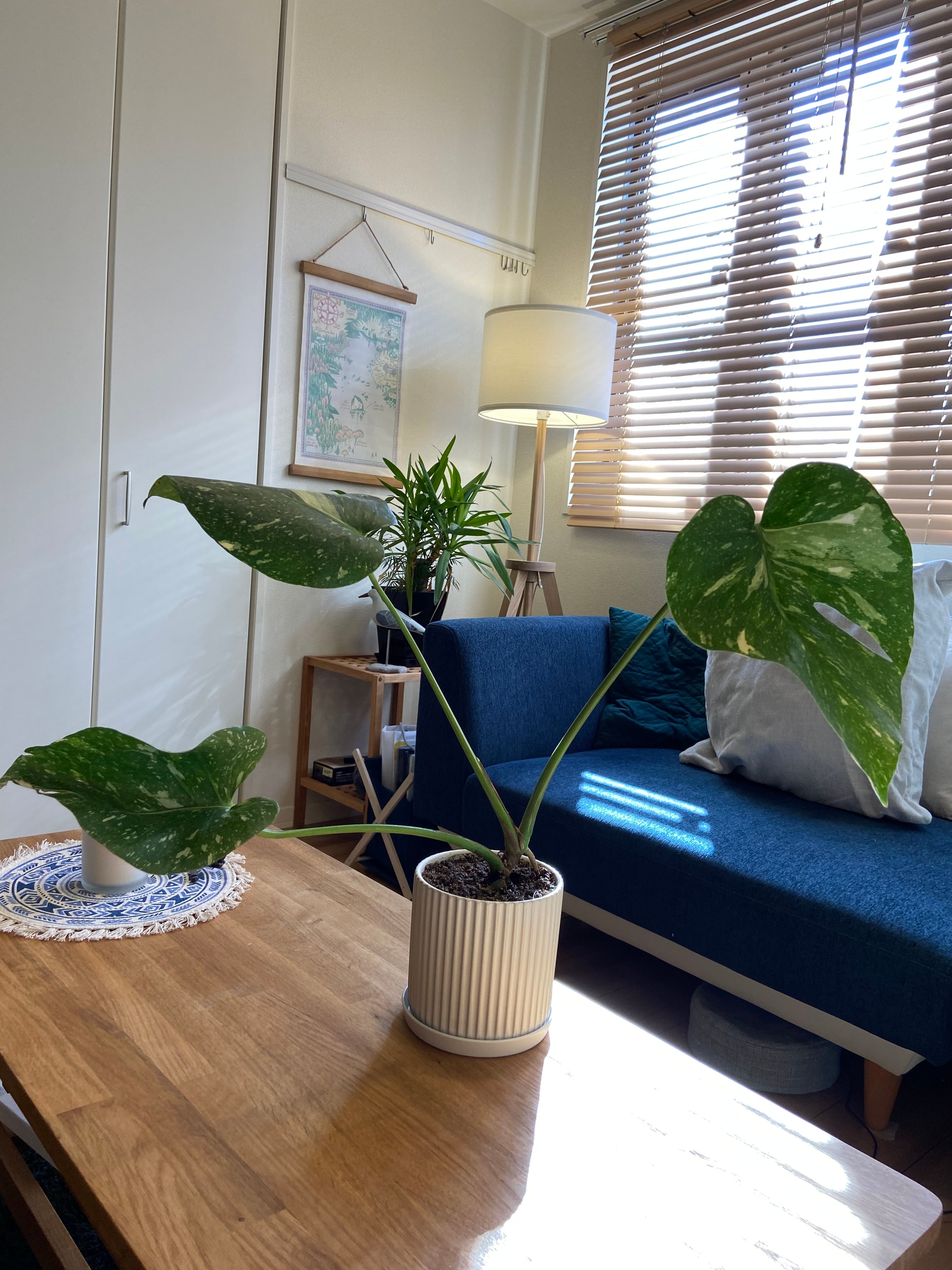 斑入り】モンステラ デリシオーサ 鉢付き | YOTO PLANTS