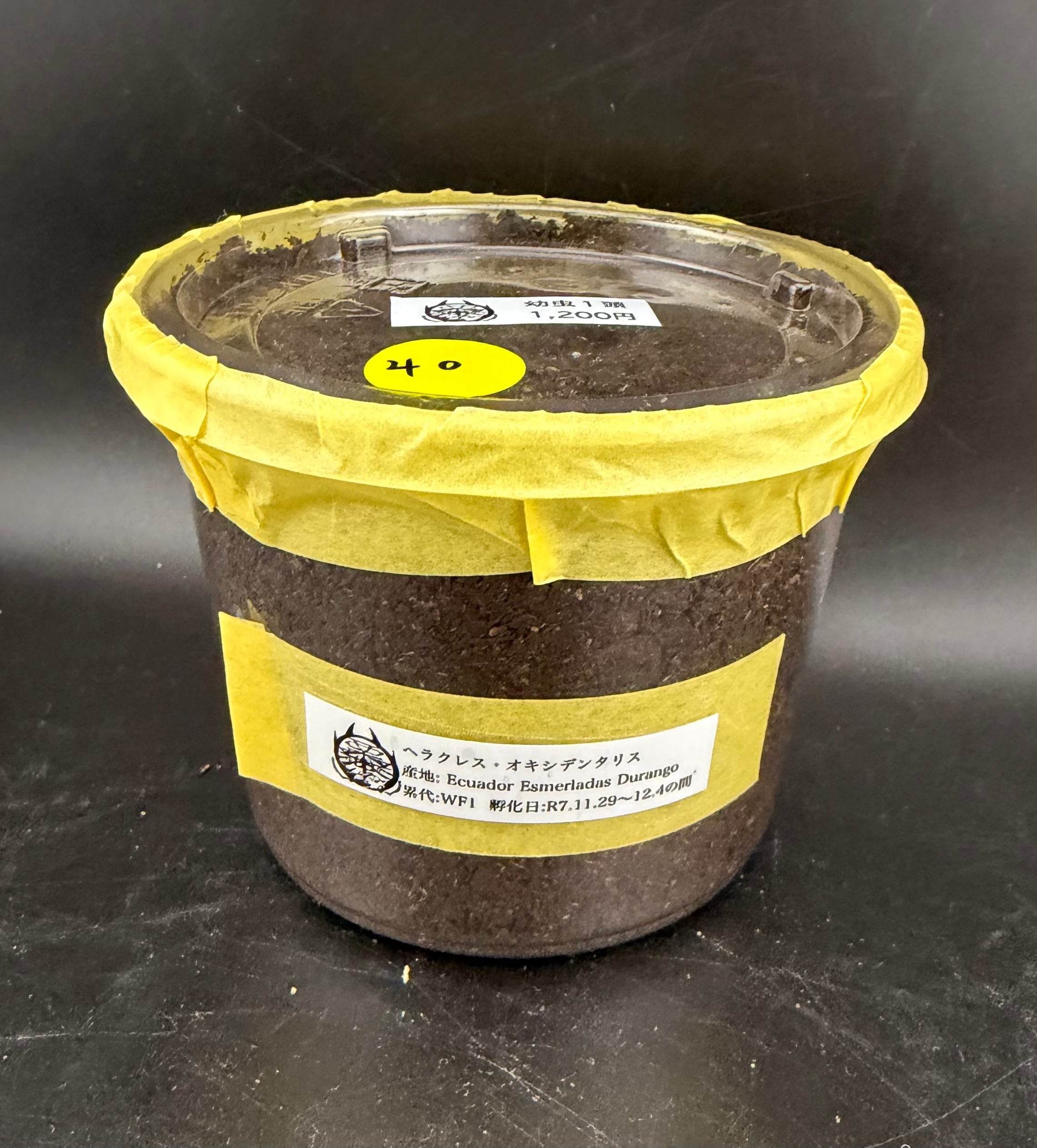 WF1】《ヘラクレス・オキシデンタリス 幼虫1頭》栗茶色氏委託個体