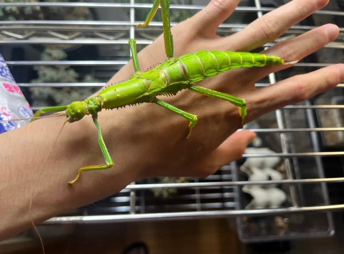 ギガンティアナナフシとユウレイヒレアシナナフシの標本脱皮殻