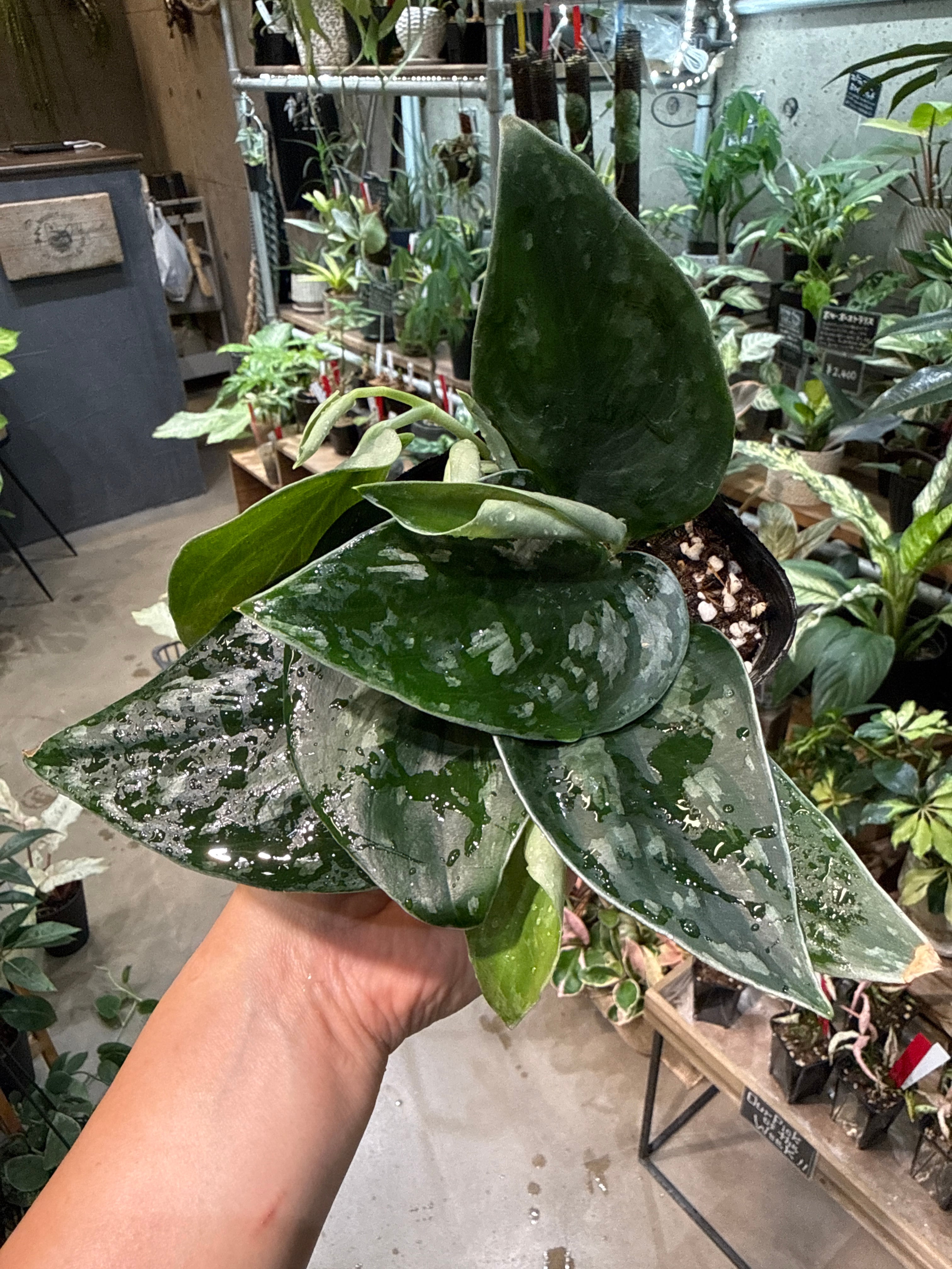S98 スキンダプサス ブラックドラゴン | MIDORIYA 観葉植物専門店