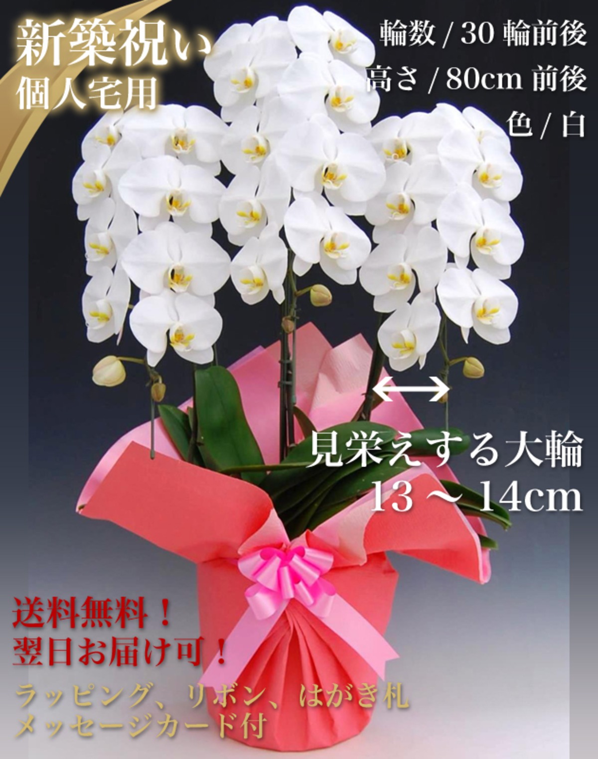 新築祝い 胡蝶蘭パック 個人宅用 ビジネス胡蝶蘭専門店 美花