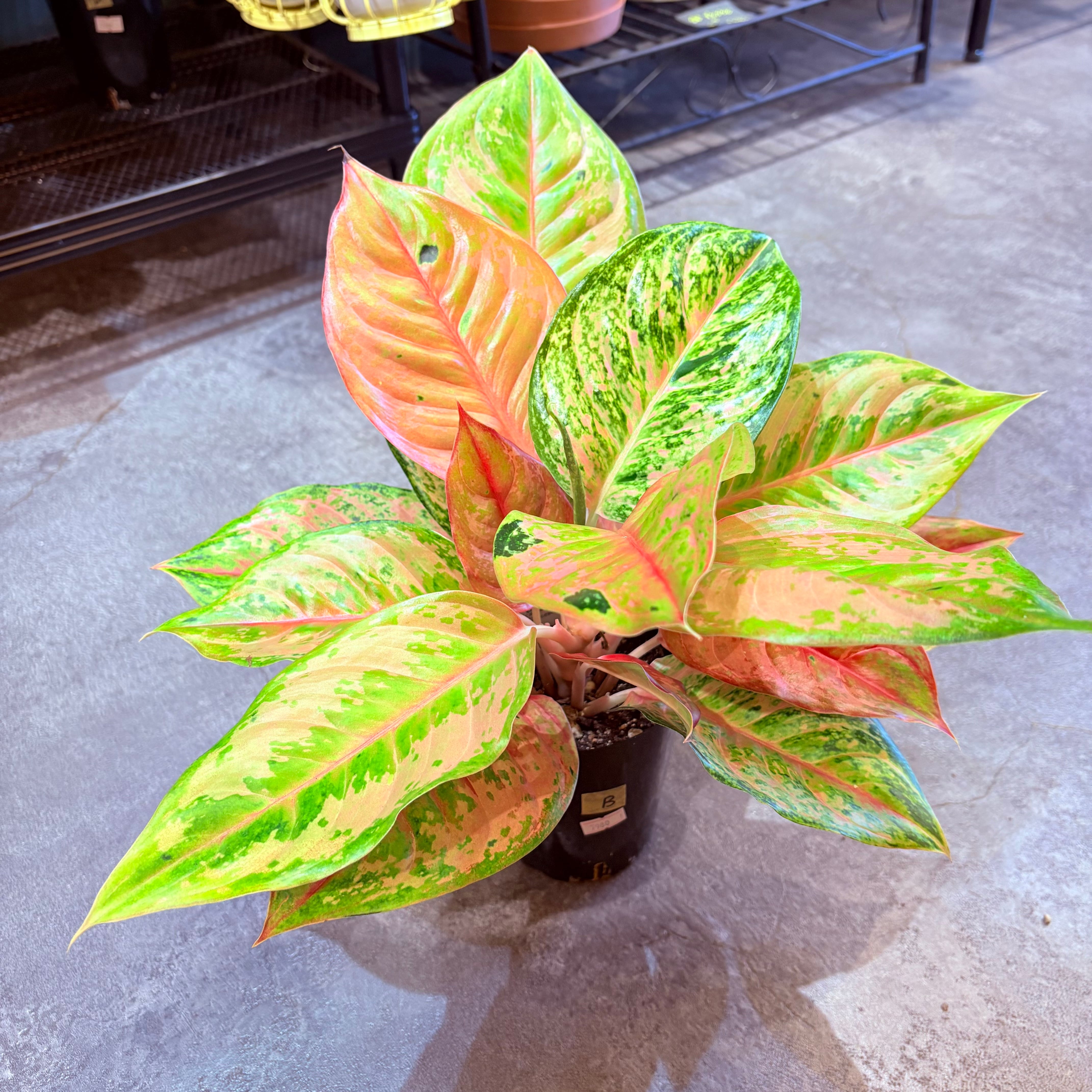 アグラオネマ プラカイペットレッド 3.5号 B | Green Vibes 宇都宮市の