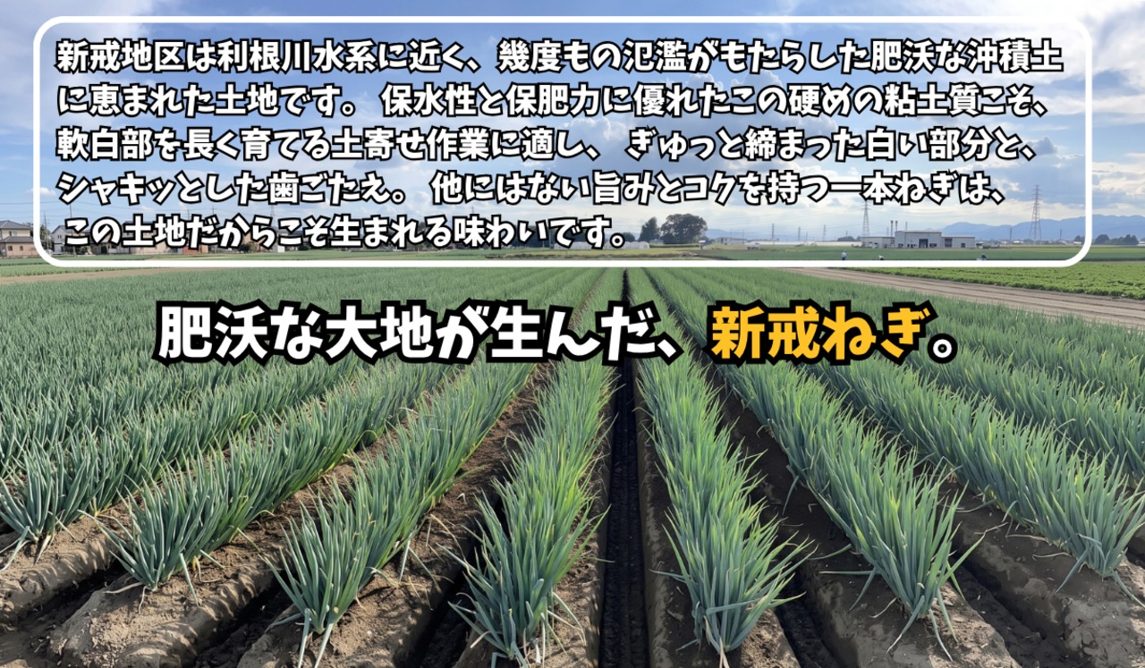 深谷蜜ねぎ2,5キロ