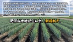 深谷蜜ねぎ2,5キロ