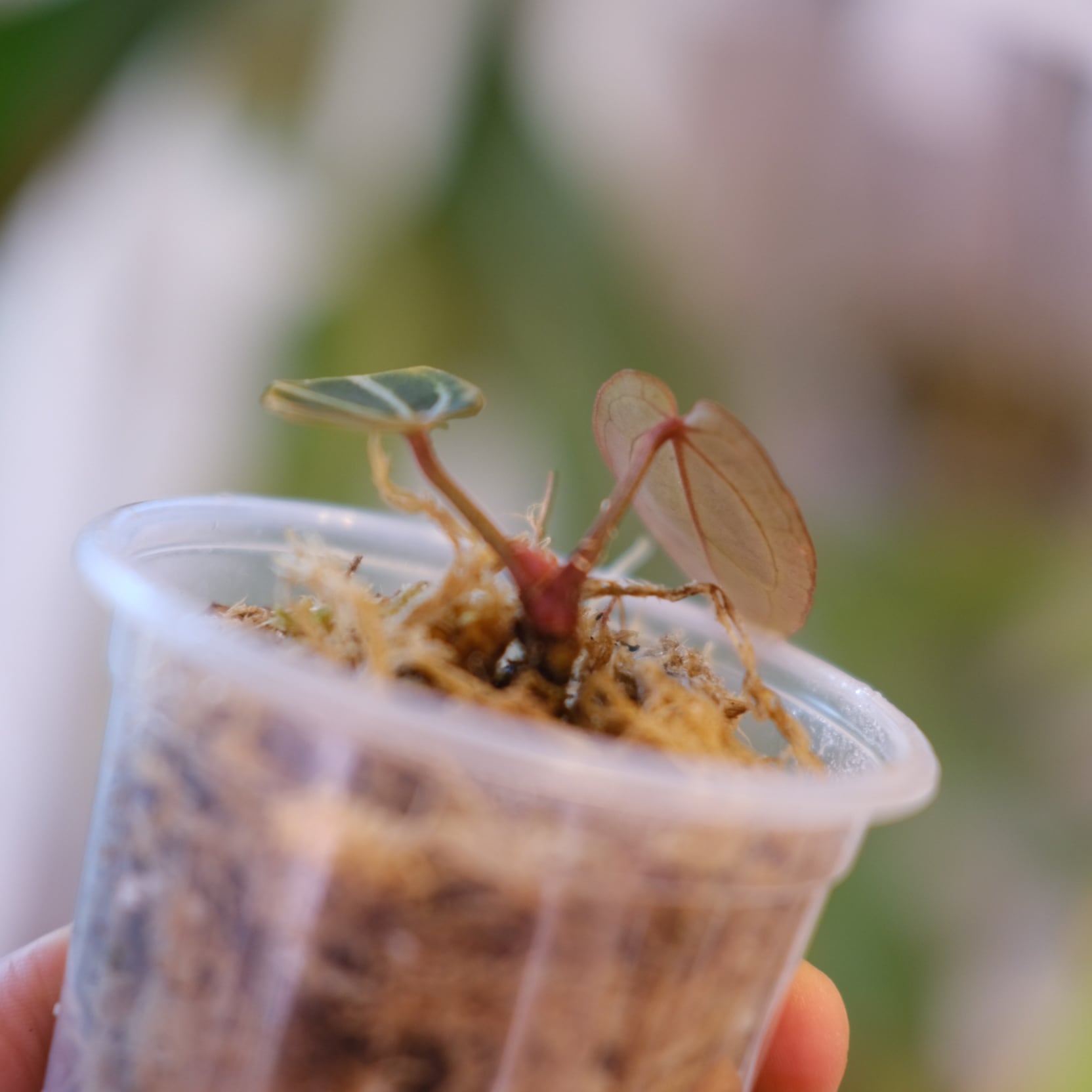 Anthurium Dark and Handsome 4 × Anthurium RVC24｜アンスリウム