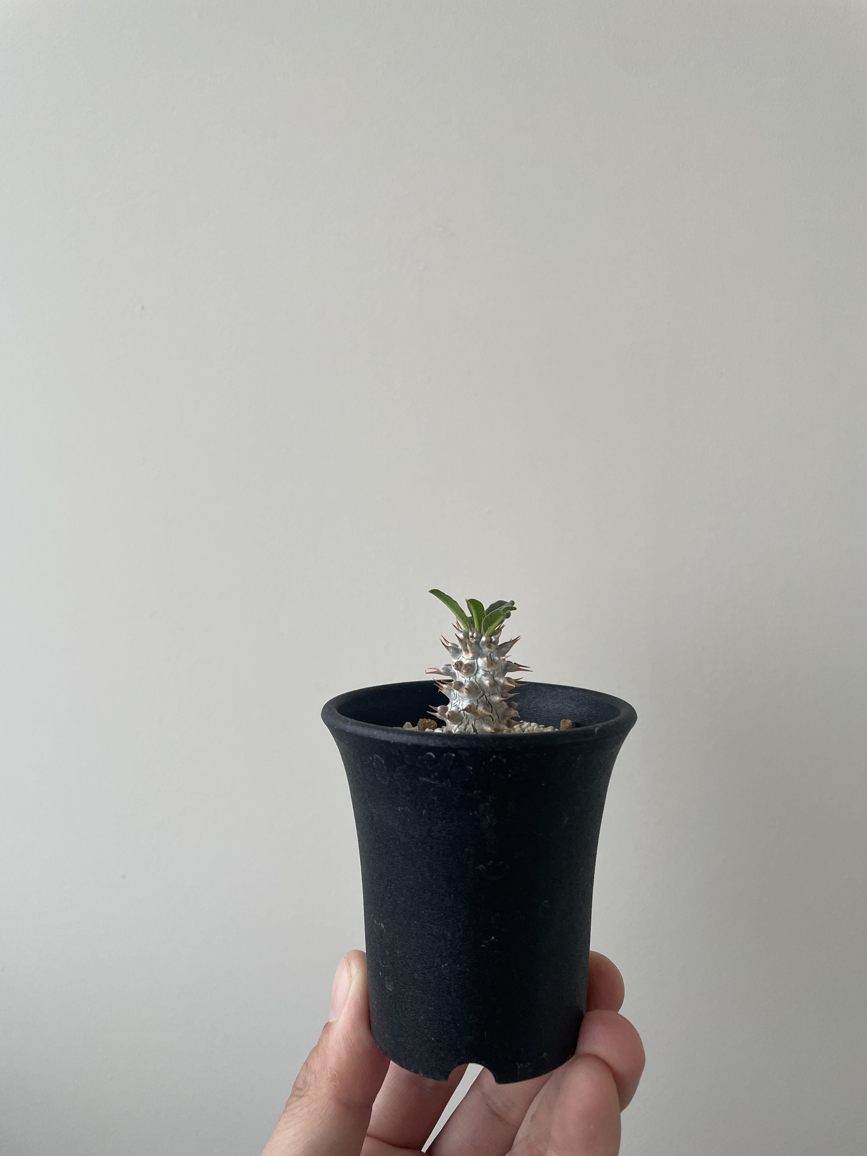 新着・極上逸品】Pachypodium Tackyi 【激レア品種】パキポディウム