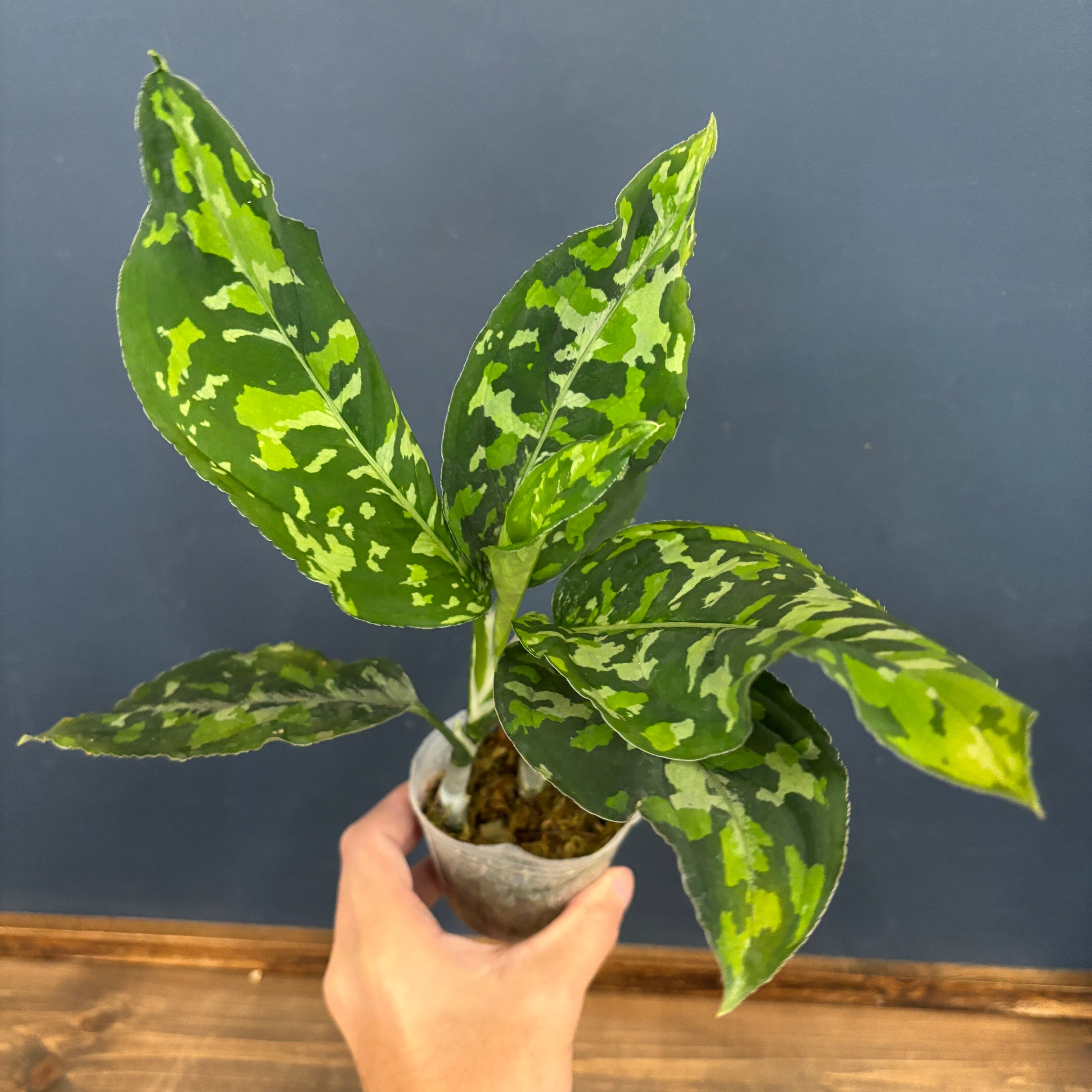 アグラオネマ アンヤマニートリカラー A アグラオネマ・アンヤマニーの