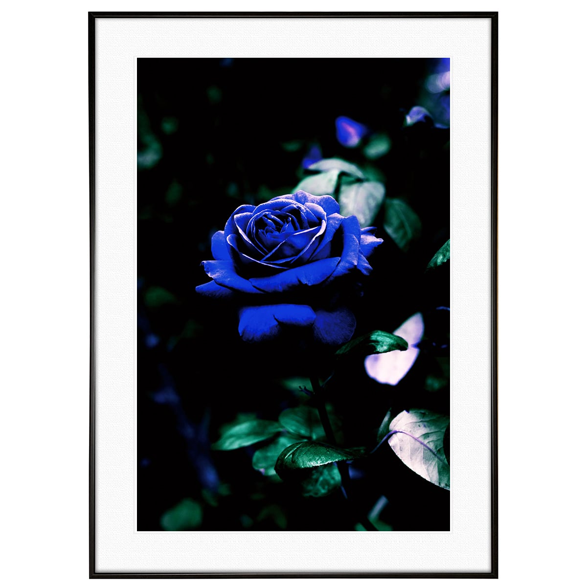 花写真 青いバラ(薔薇・ブルーローズ) インテリアアートポスター額装