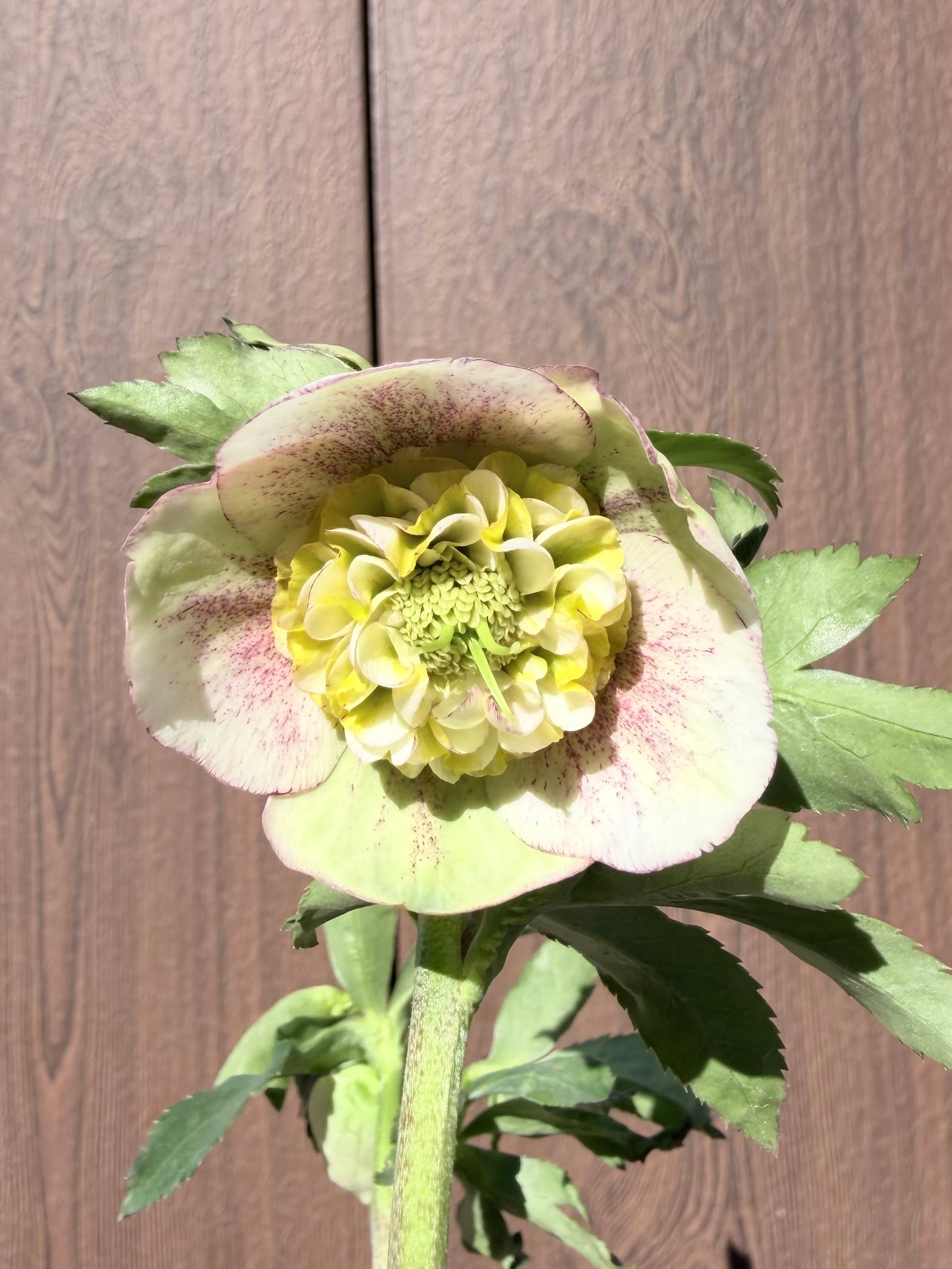 モーリープリマヴェーラ 加藤農園 クリスマスローズ【ka70】送料無料