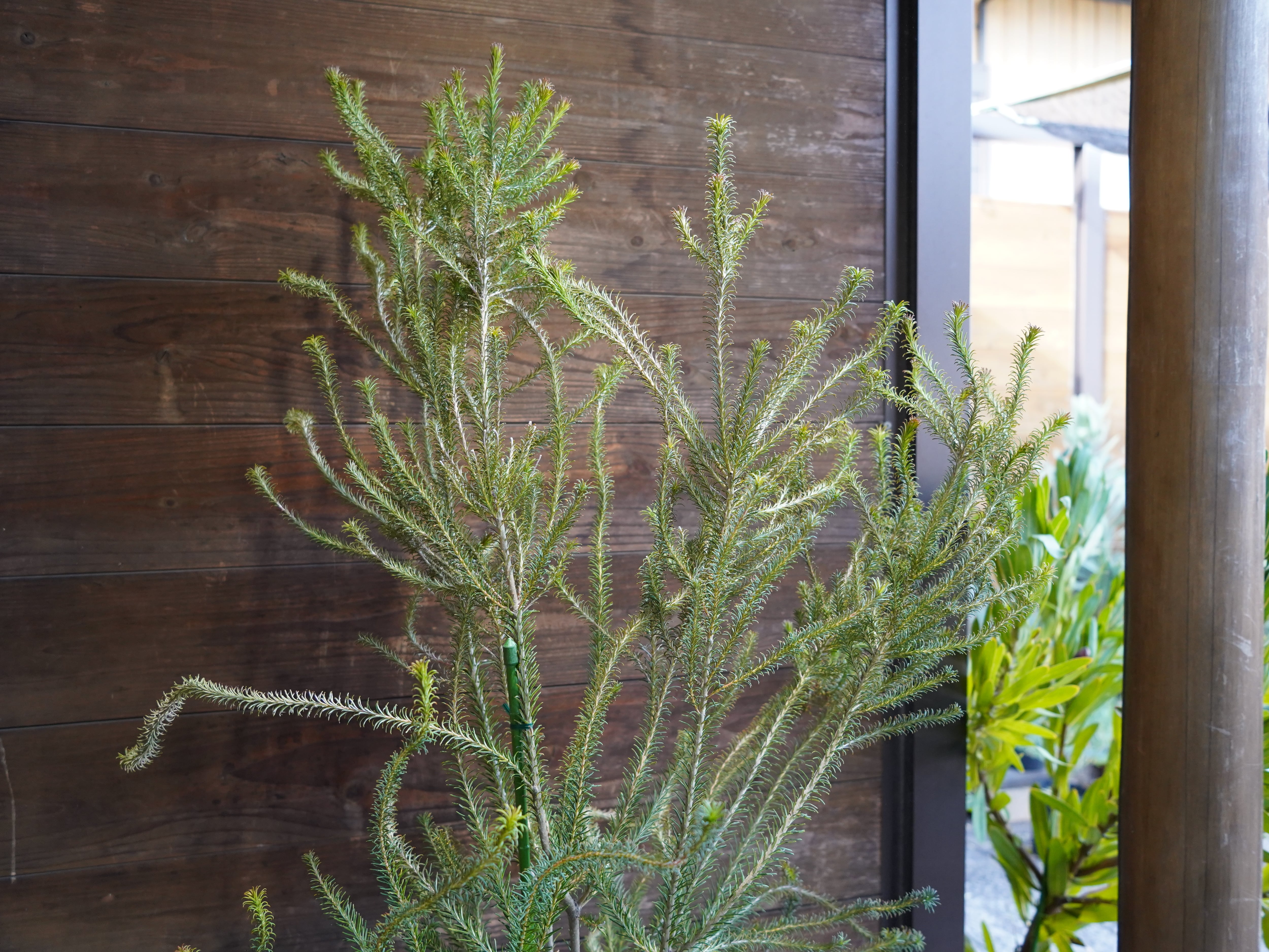 【現物】バンクシア　”エリシフォリア” (ヒースバンクシア)　A