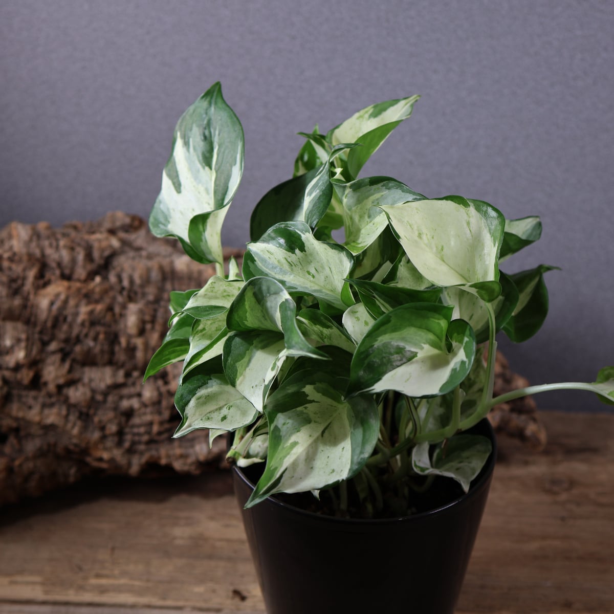 841『斑入りポトス ステータス』観葉植物【送料無料】 | MARX PLANTS