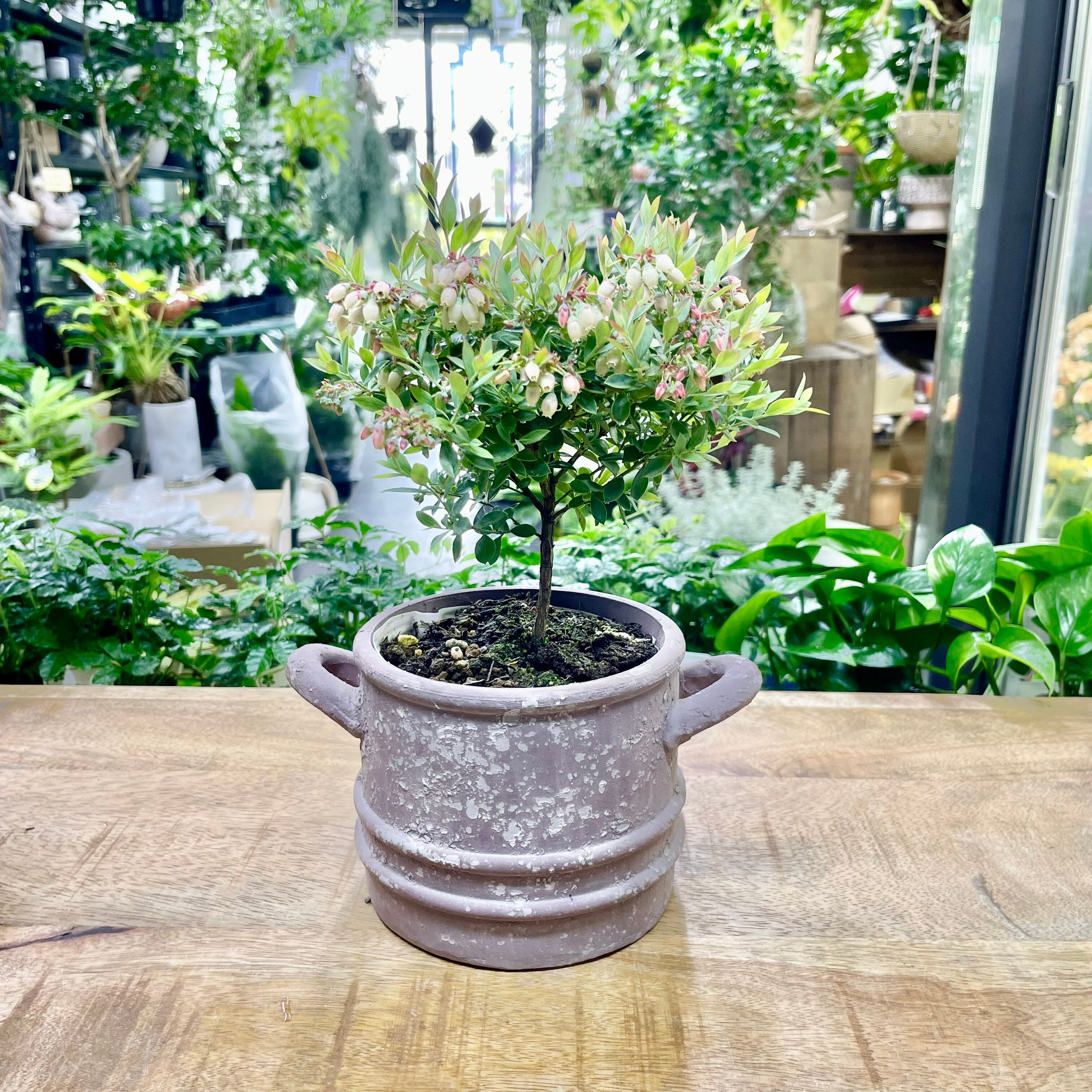 人気品種 花芽付き 矮性 アカシア テレサ | Pay ID