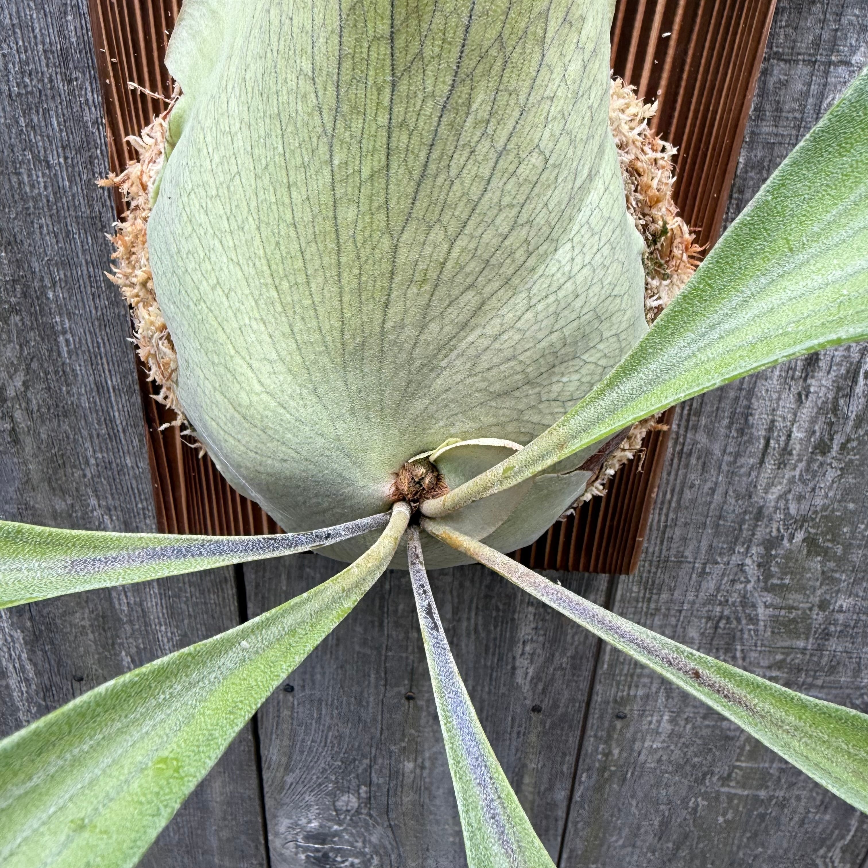 ビカクシダ P. hillii Night Star P. hillii cv. Tmoore 【artPLANTs】ビカクシダ/Platycerium