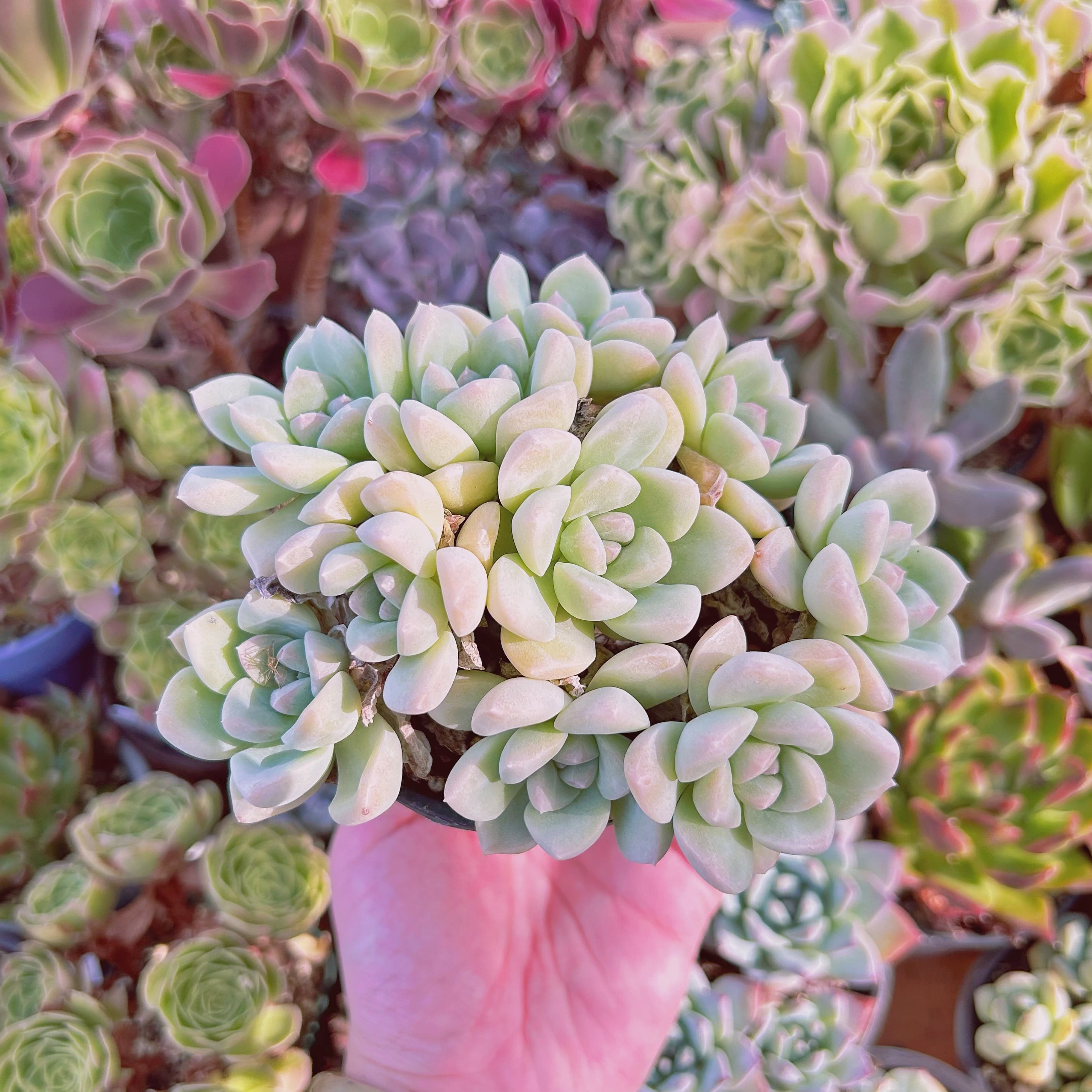現物　多肉植物　クリーム美人　特大　抜き苗