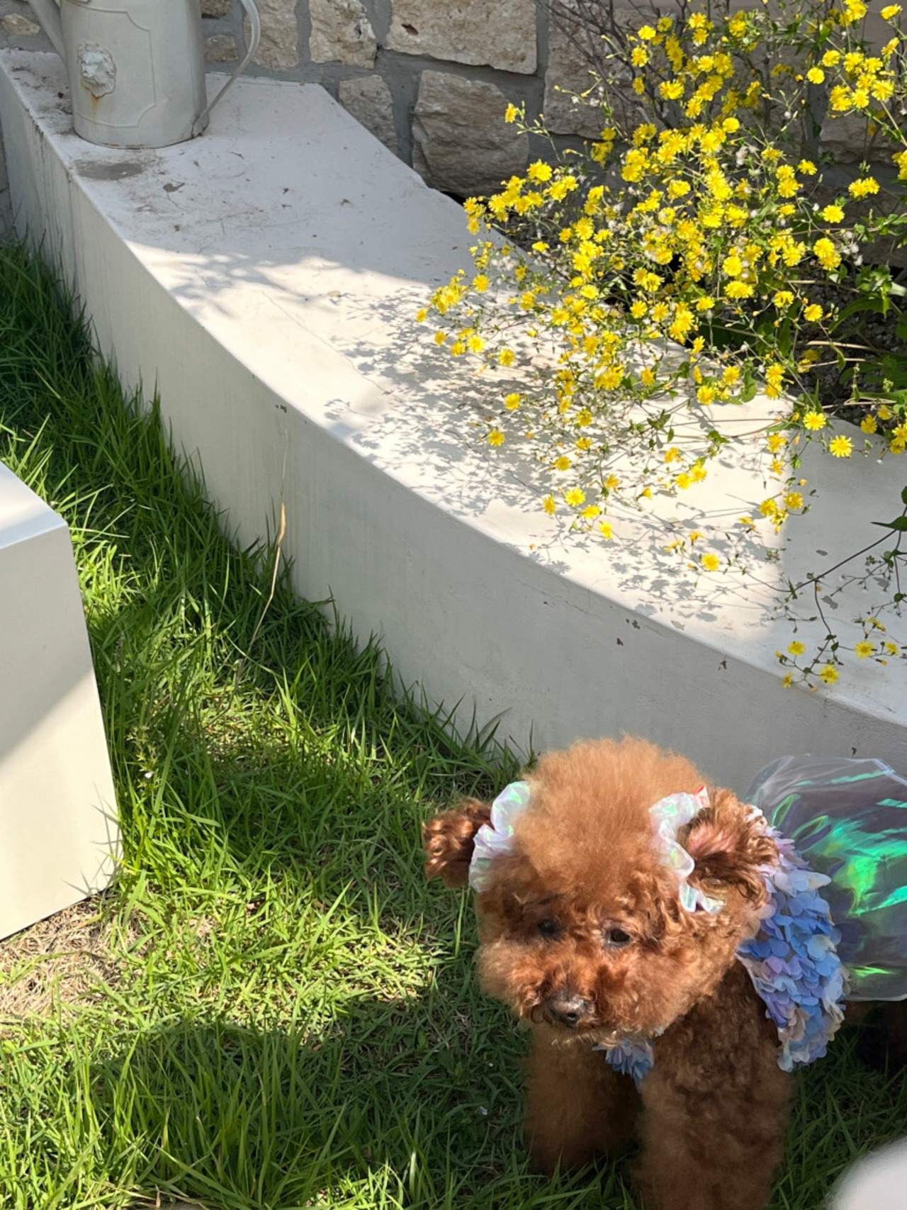 予約【pecoramou select】Festival One Piece/Two Piece set（Blue）