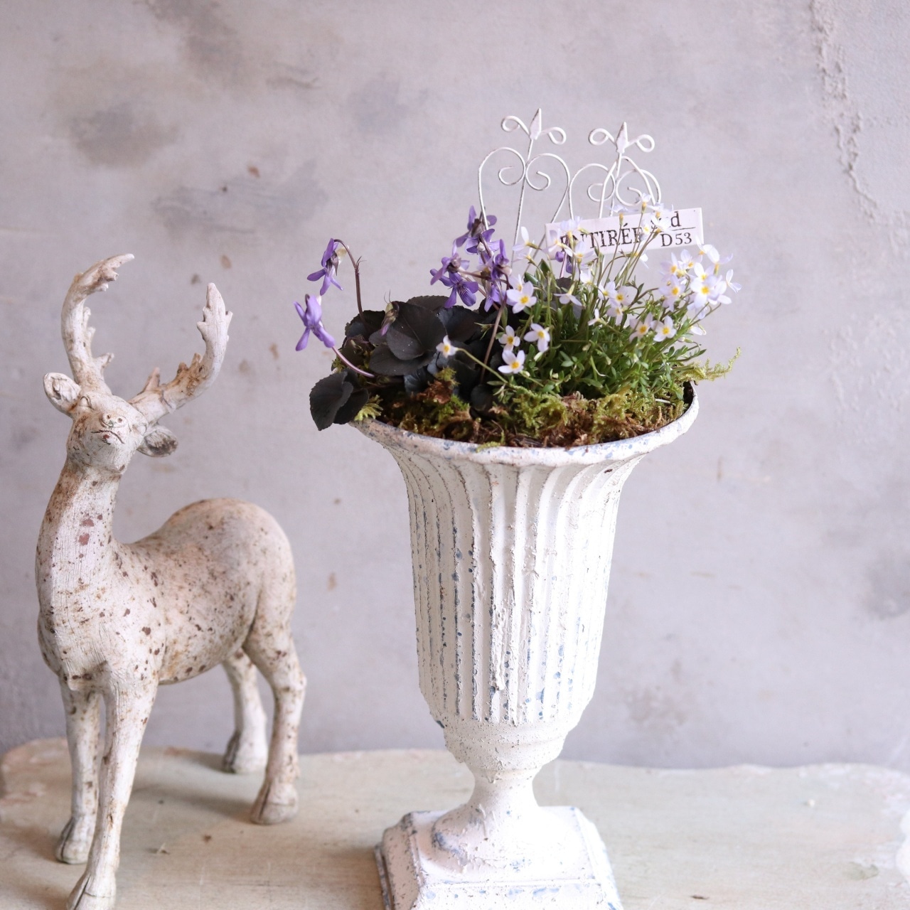 ヒナソウとムスカリ＆スミレのトールカップ　ピック付き　寄せ植え　届いてすぐ玄関に飾れる 　プレゼントにもオススメ　