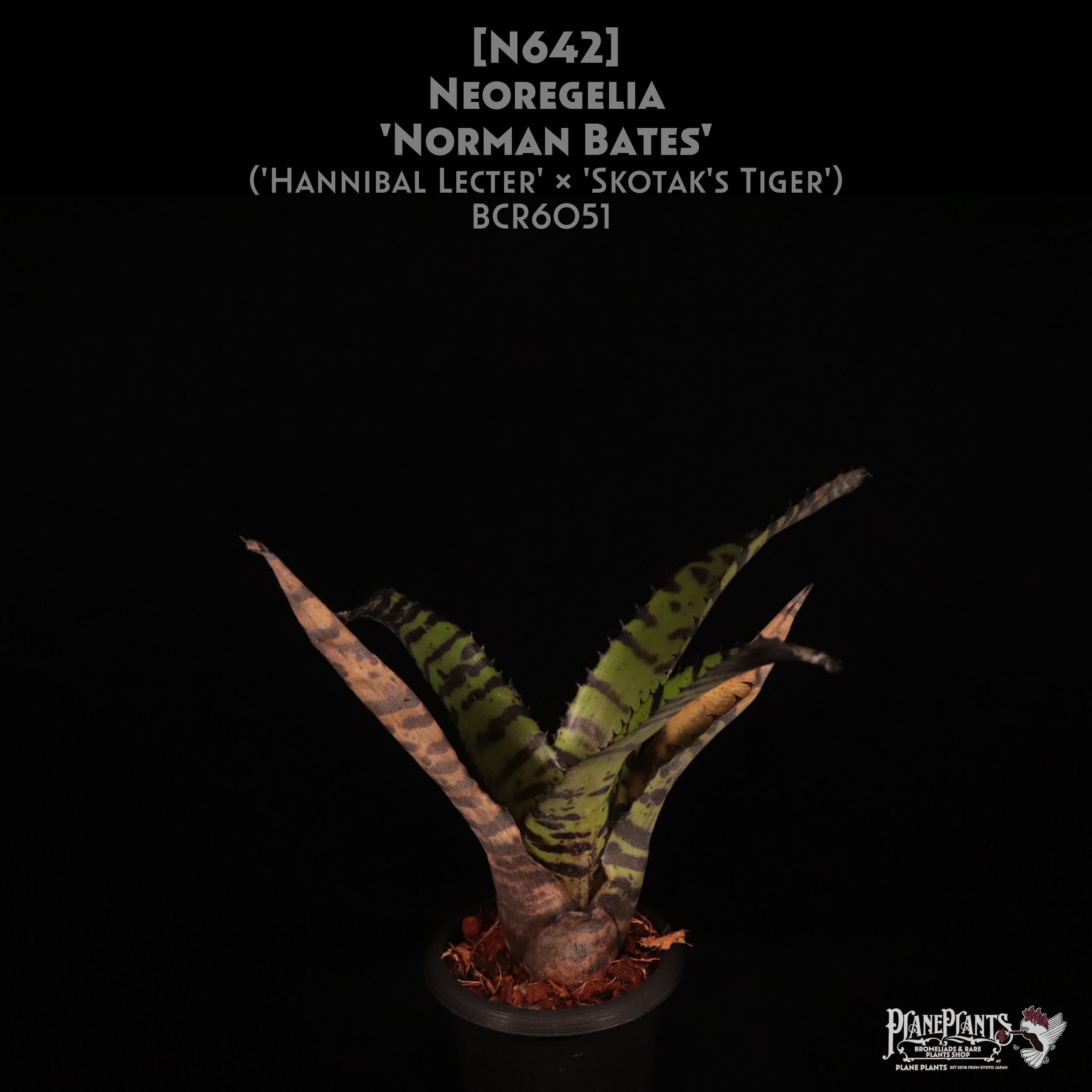 Neoregelia | plane plants
