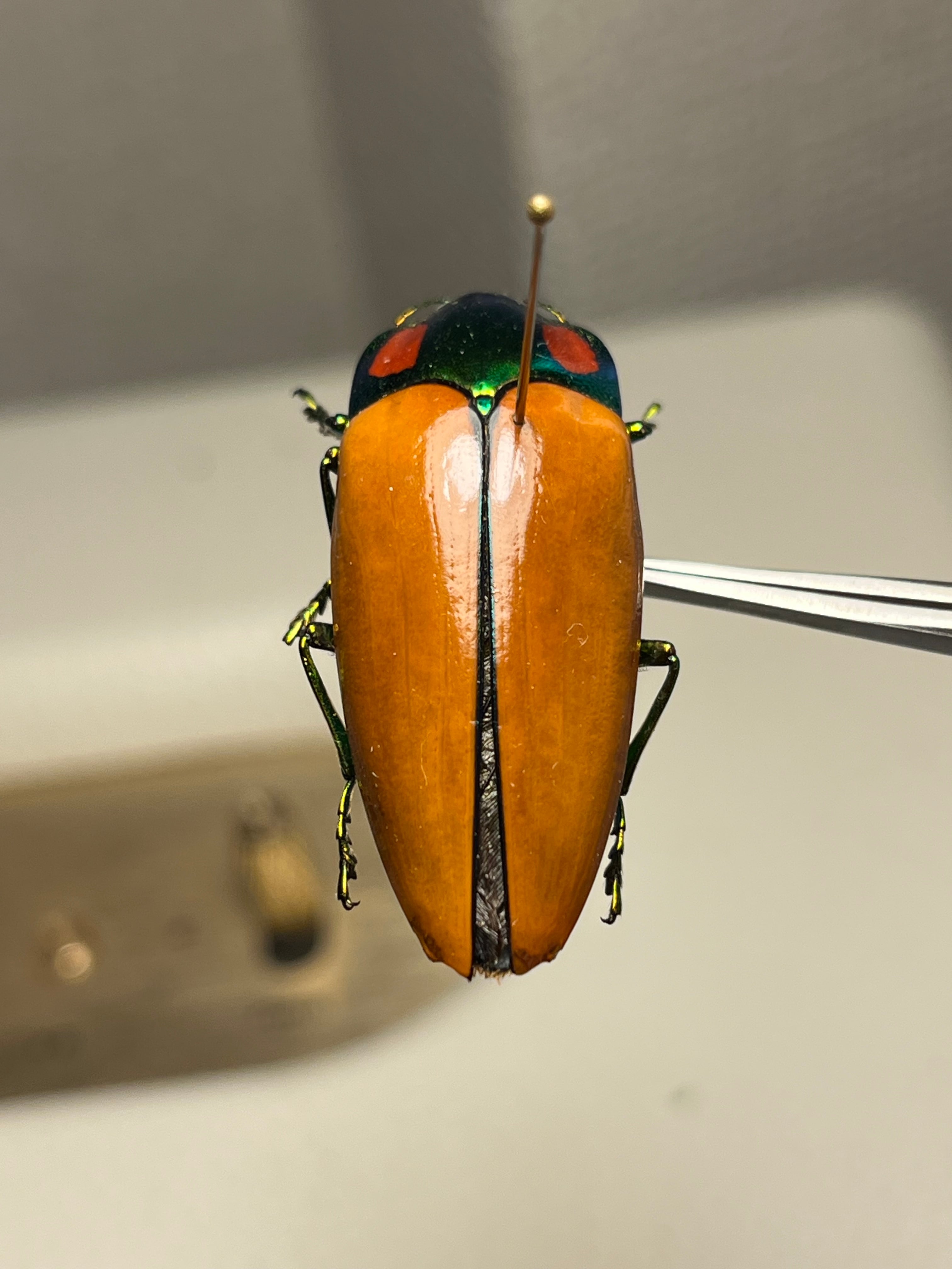 【38mm】種小名にも王の意を持つオウサマムカシタマムシ 標本タマムシ ジンガ 38mm】種小名にも王の意を持つオウサマムカシタマムシ 標本タマムシ