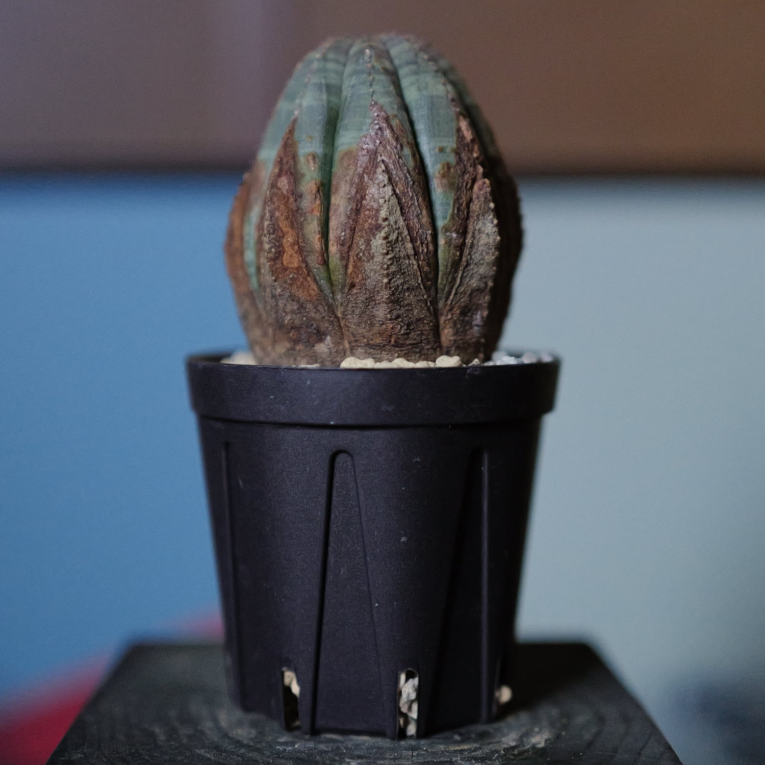 美模様 木質化 オベサ / 良型 ユーフォルビア | LIGHTHOUSE.PLANTS