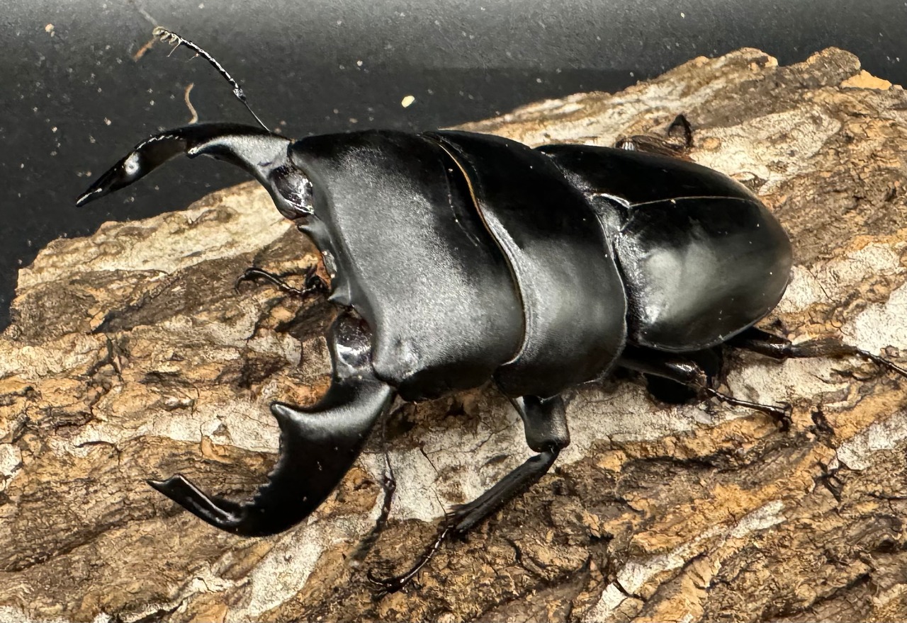 【WD】《ダイオウヒラタ 西ジャワ産 80mm ペア》