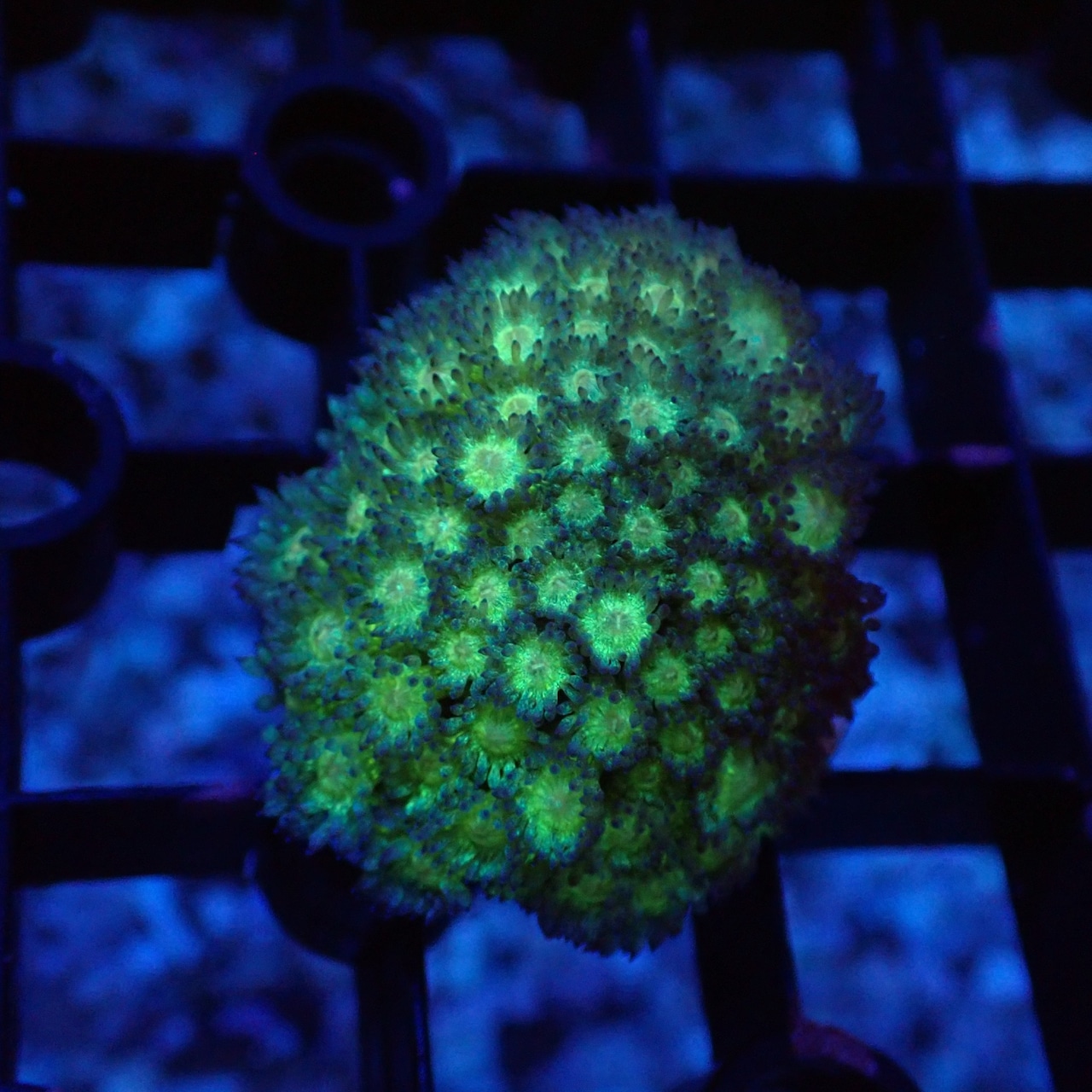 Glitter Instruments 【CE】Goniopora Green Glitter | BLUE GARDEN(ブルーガーデン)