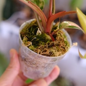 フィロデンドロン・レッドコンゴ④│Philodendron Red Congo