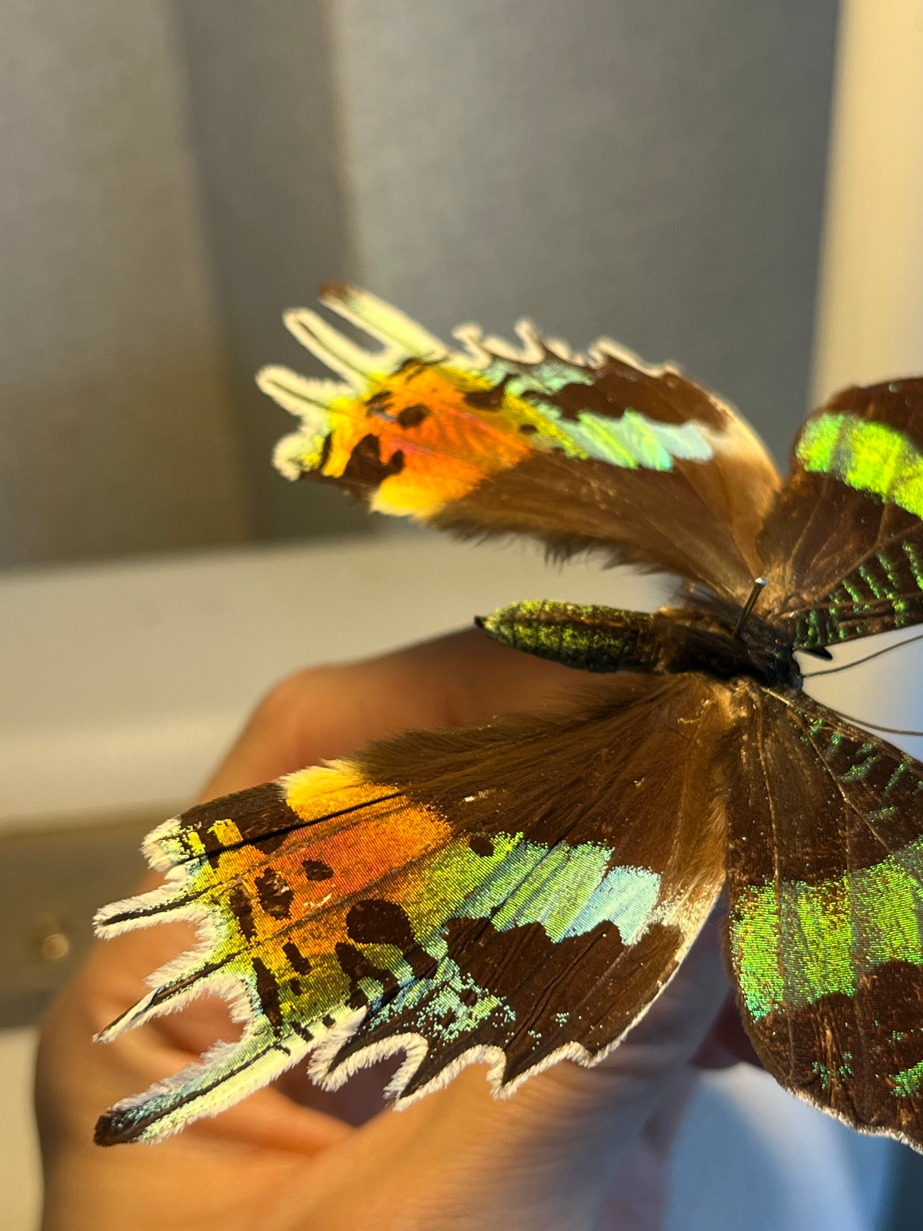 ニシキツバメガ Chrysiridia rhipheus 標本 蝶 外国産蝶標本 ニシキ