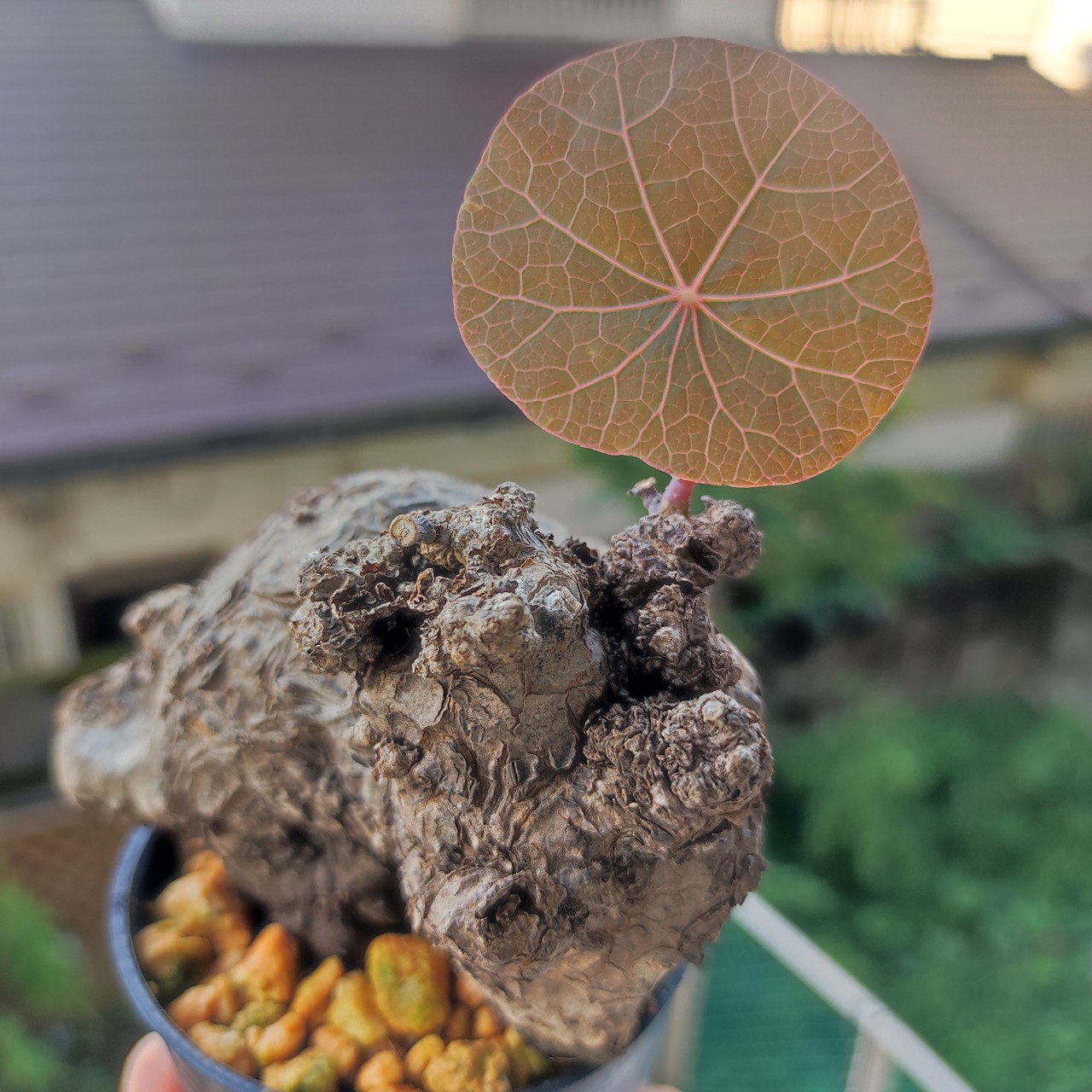 Stephania kaweesakii /ステファニア・カウィーサキ④