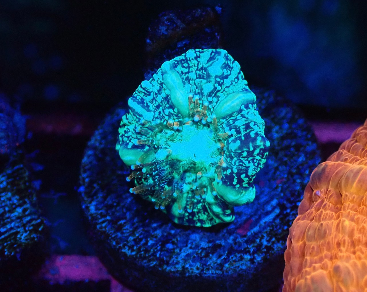 Scolymia Baby "Unique" 8