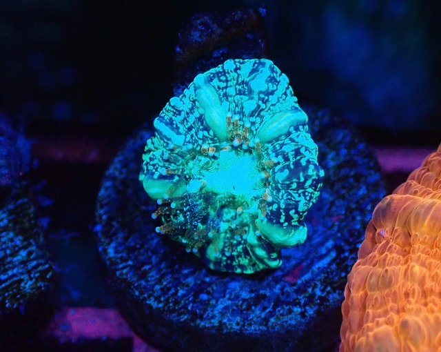 Scolymia Baby "Unique" 8