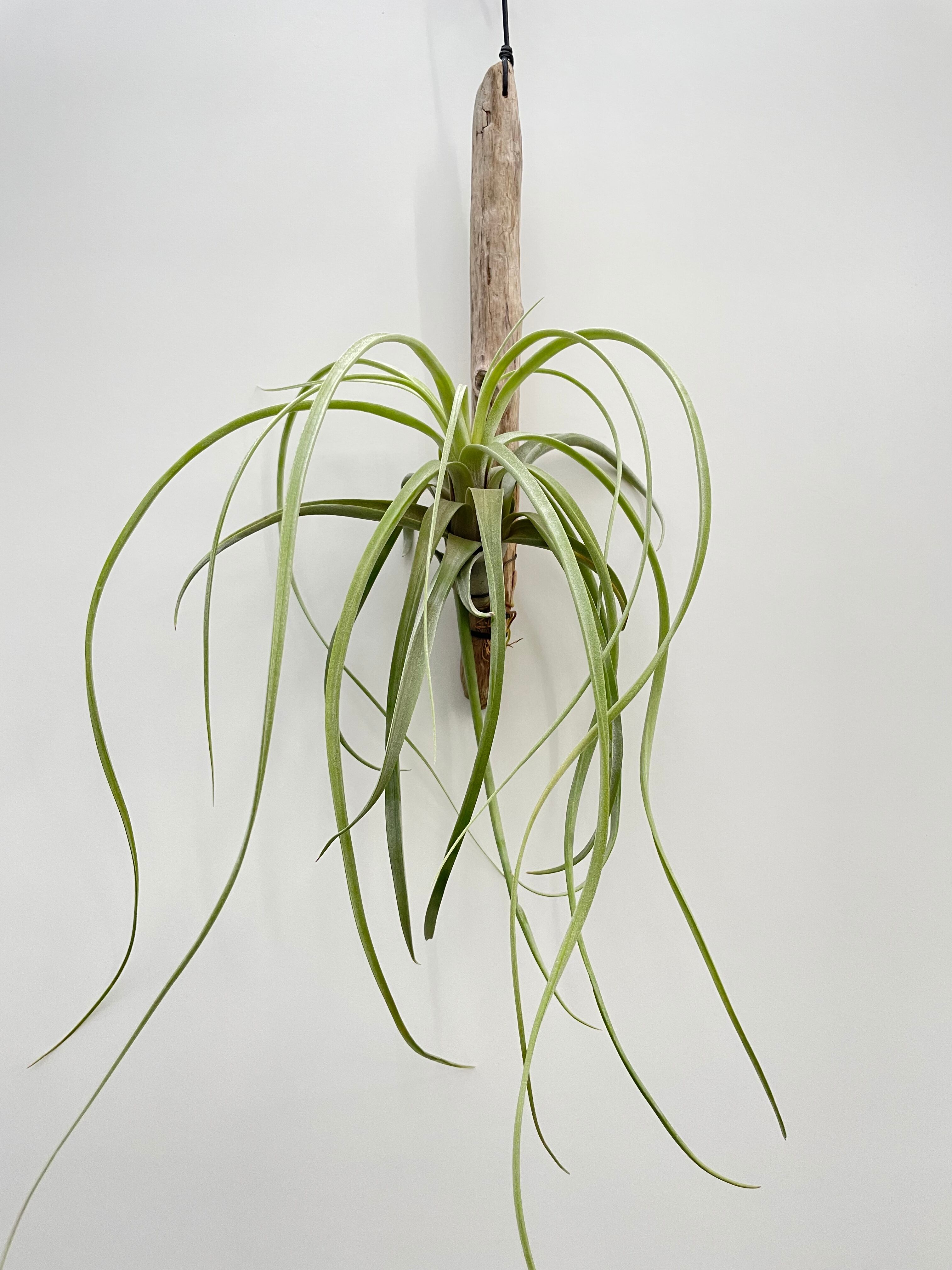 Rwj7popphayodm Rwj7popphayodm