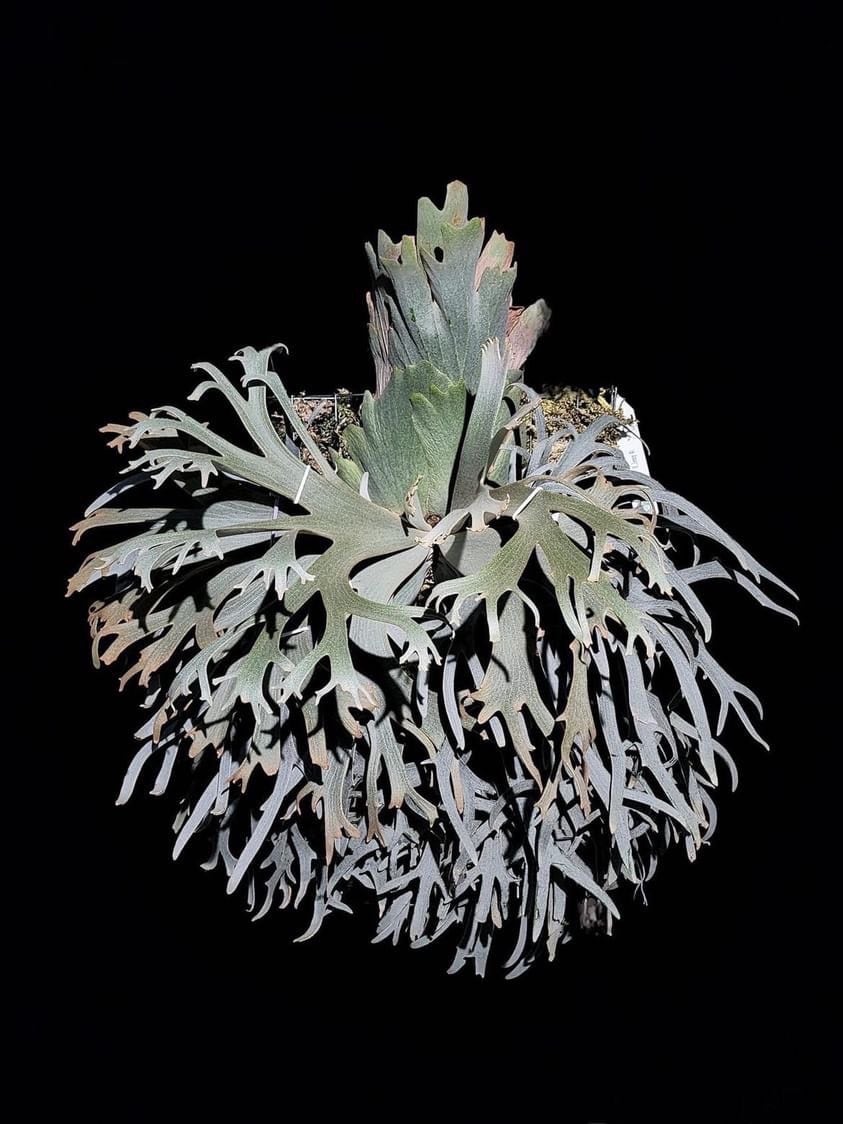 ビカクシダ ウィリンキー ジェニー willinckii Jenny TC 1株 | Plants 