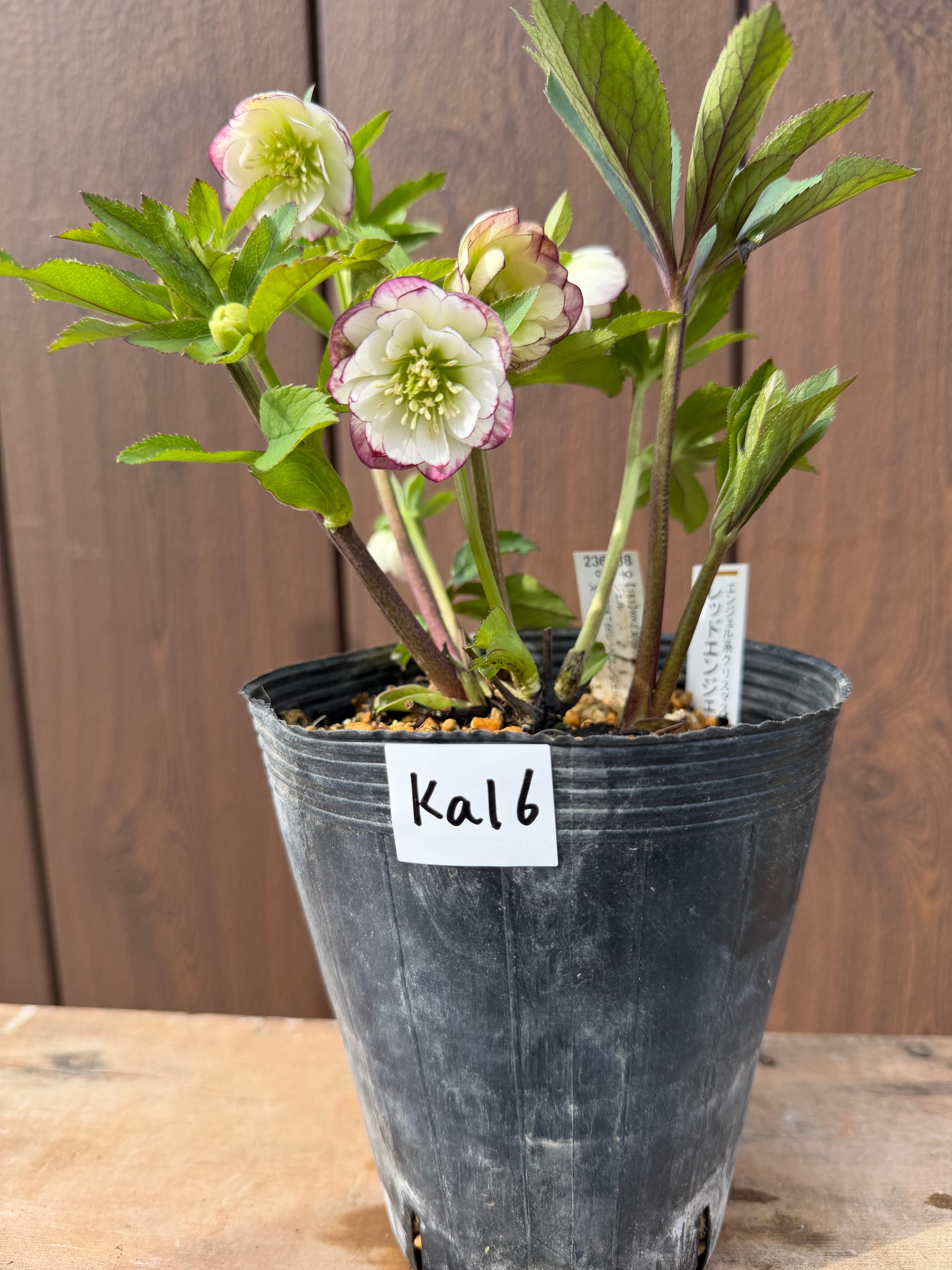 レッドエンジェル 加藤農園 クリスマスローズ【Ka16】送料無料