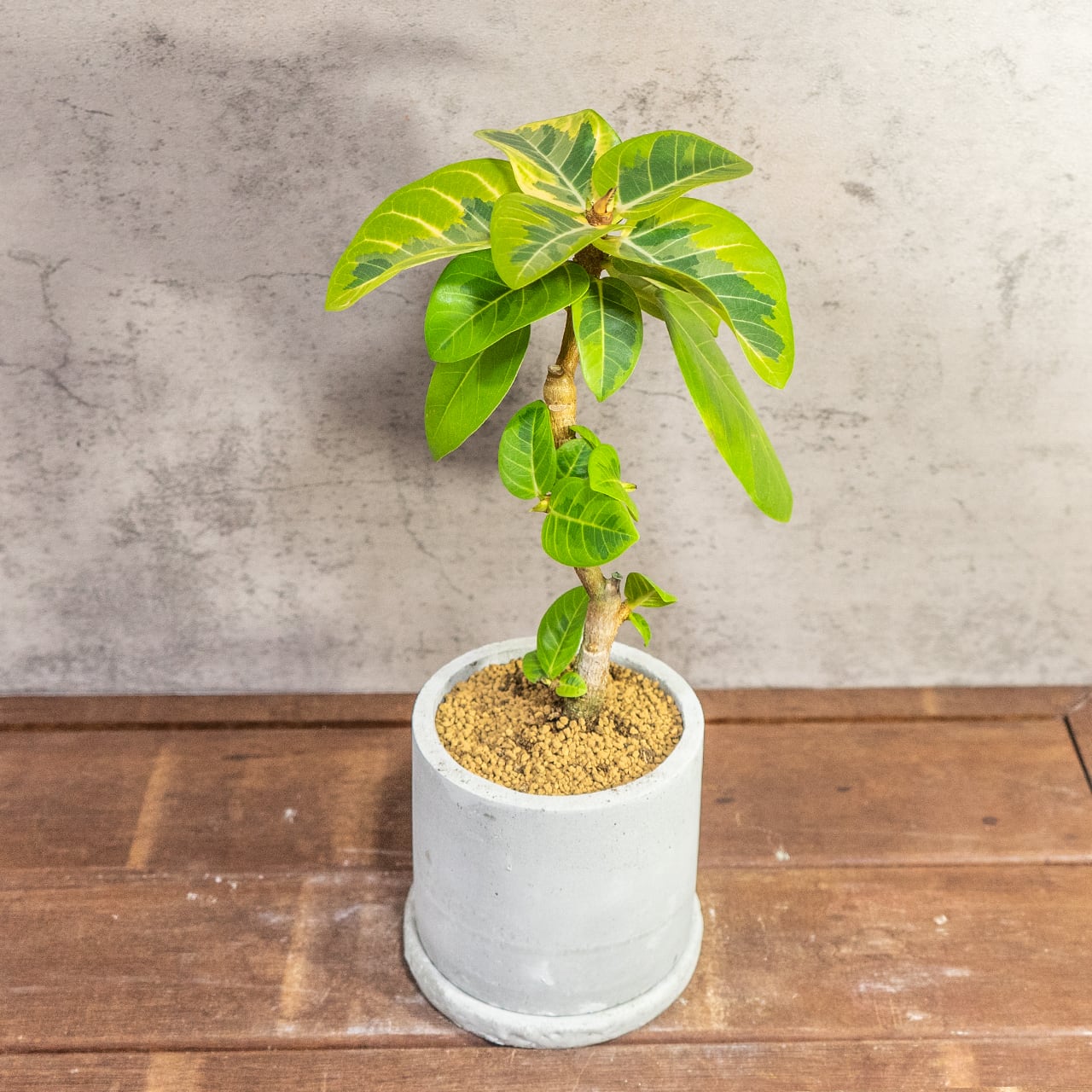 【モダンインテリア】フィカス アルテッシマ 曲線美を楽しむ 曲がり樹形 モルタル鉢 ミニマルで格好いい 丁寧な暮らし ■虫発生抑制