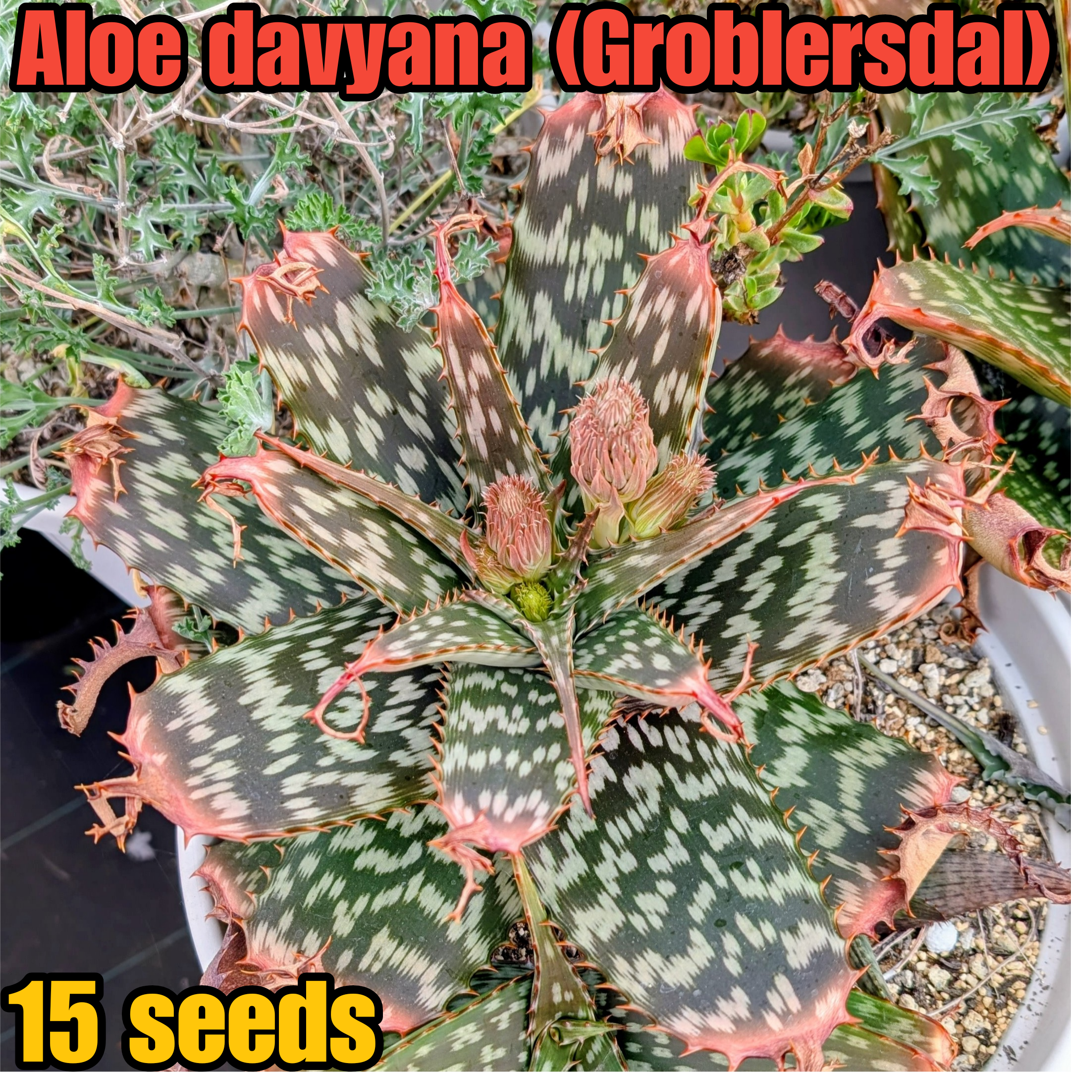 スプリングボクブラケンシス 種子⁄10粒Haworthia 原種 ハオルチア H