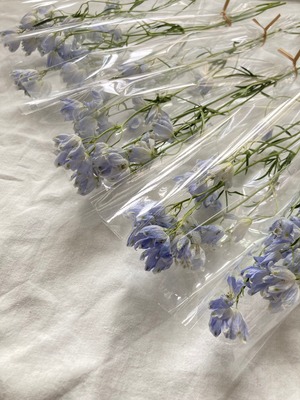 ＊MATERIALFLOWER＊Delphinium