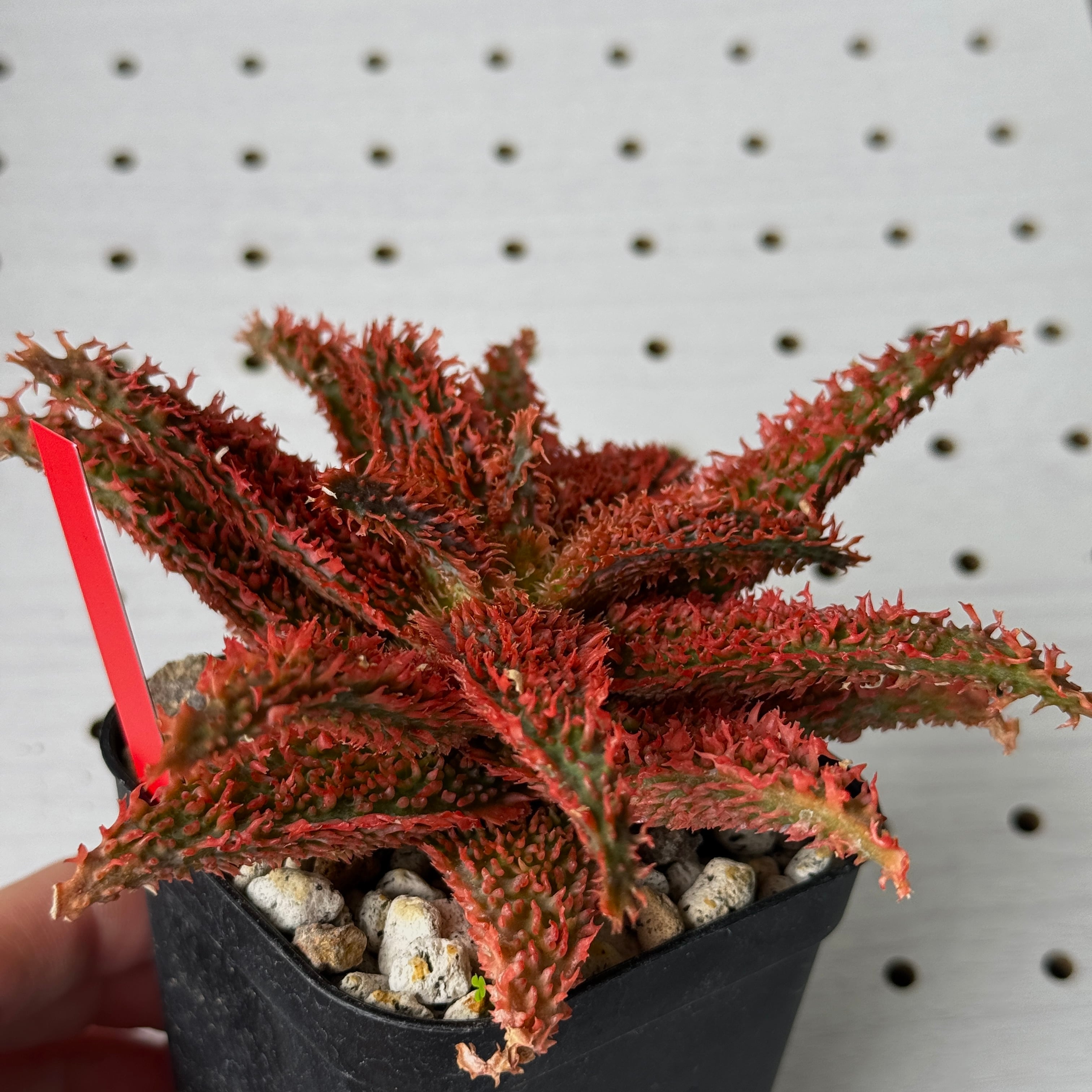 アロエ TCT ハイブリット “選抜個体” 「Aloe Hybrid “Select